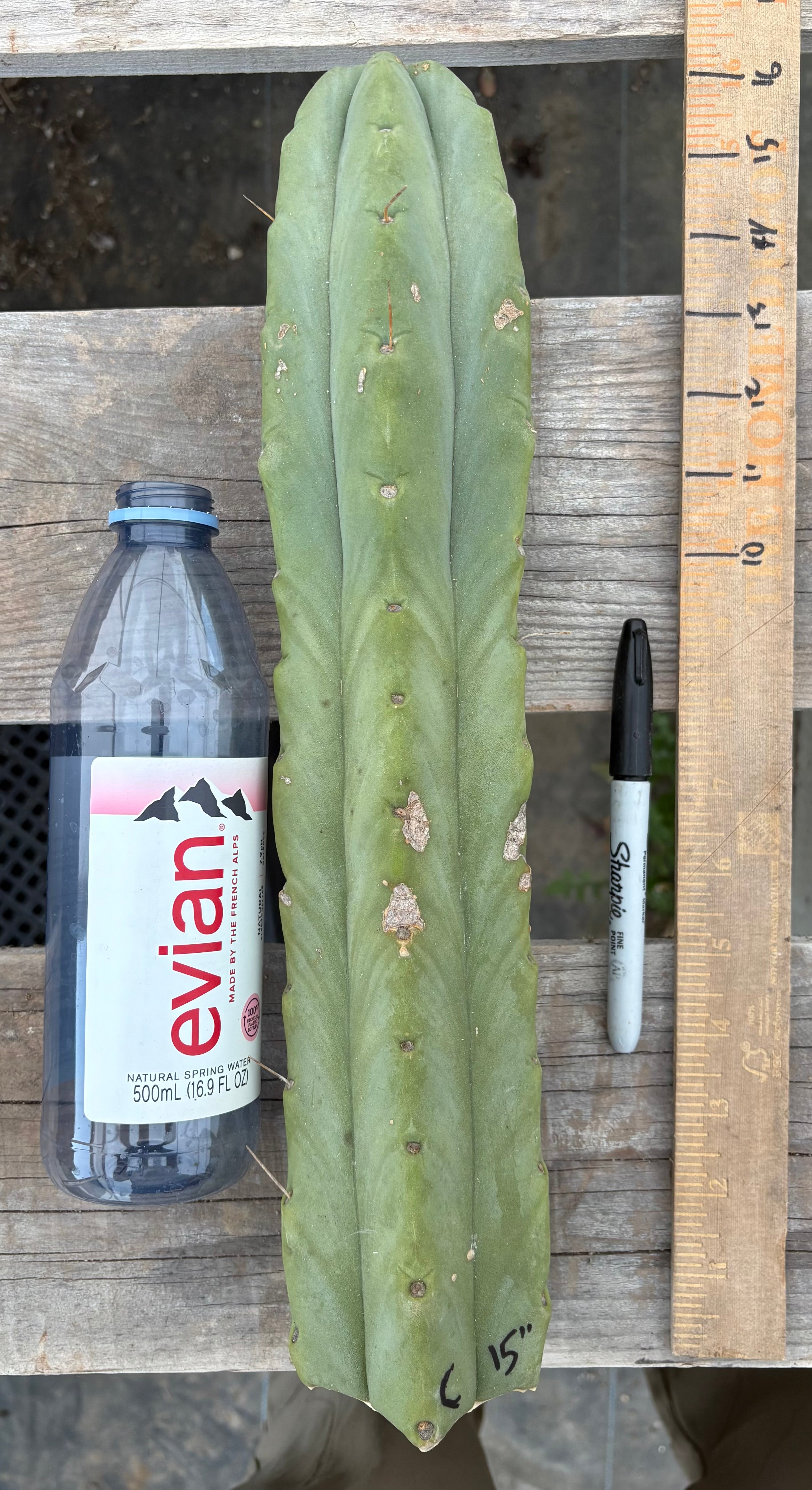 #EC153 EXACT Trichocereus Bridgesii Jiimz Twin Spine Cactus Cuttings