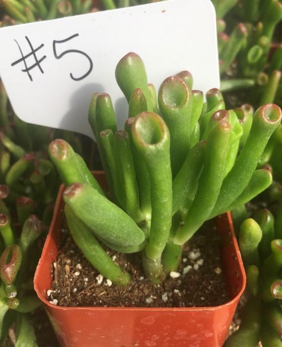 green finger succulent #5 Crassula ET Fingers