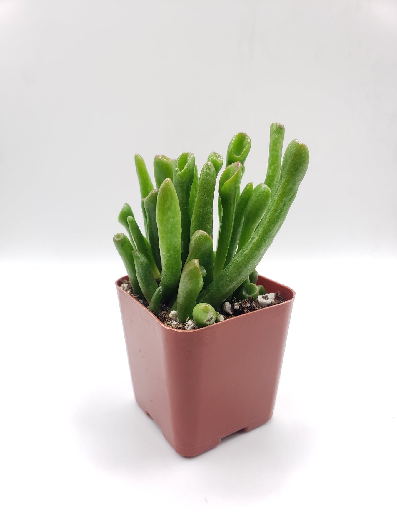 #5 Crassula ET Gollum-Succulent - Small - Exact 2in Type-The Succulent Source