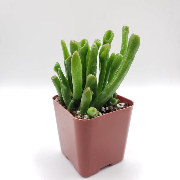 succulent slang 5 Crassula Gollum Succulent Plant