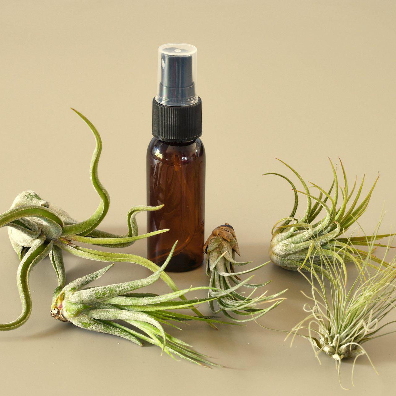 5 Pack Air Plant Variety Pack with Spray Bottle-Air PLants-The Succulent Source