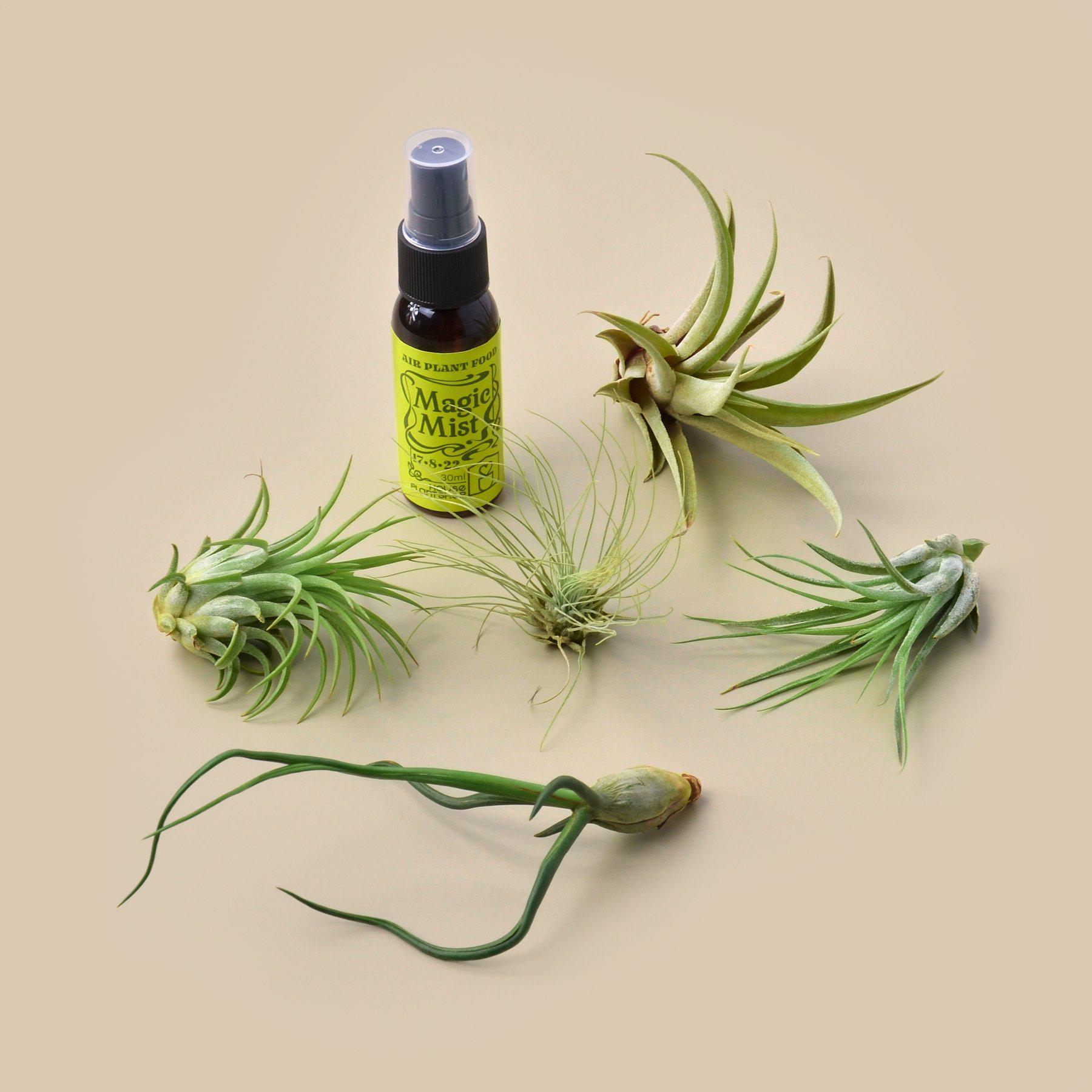 5 Tillandsia Air Plant Pack with Fertilizer Spray-Air Plants ($4 Ship/12oz)-The Succulent Source