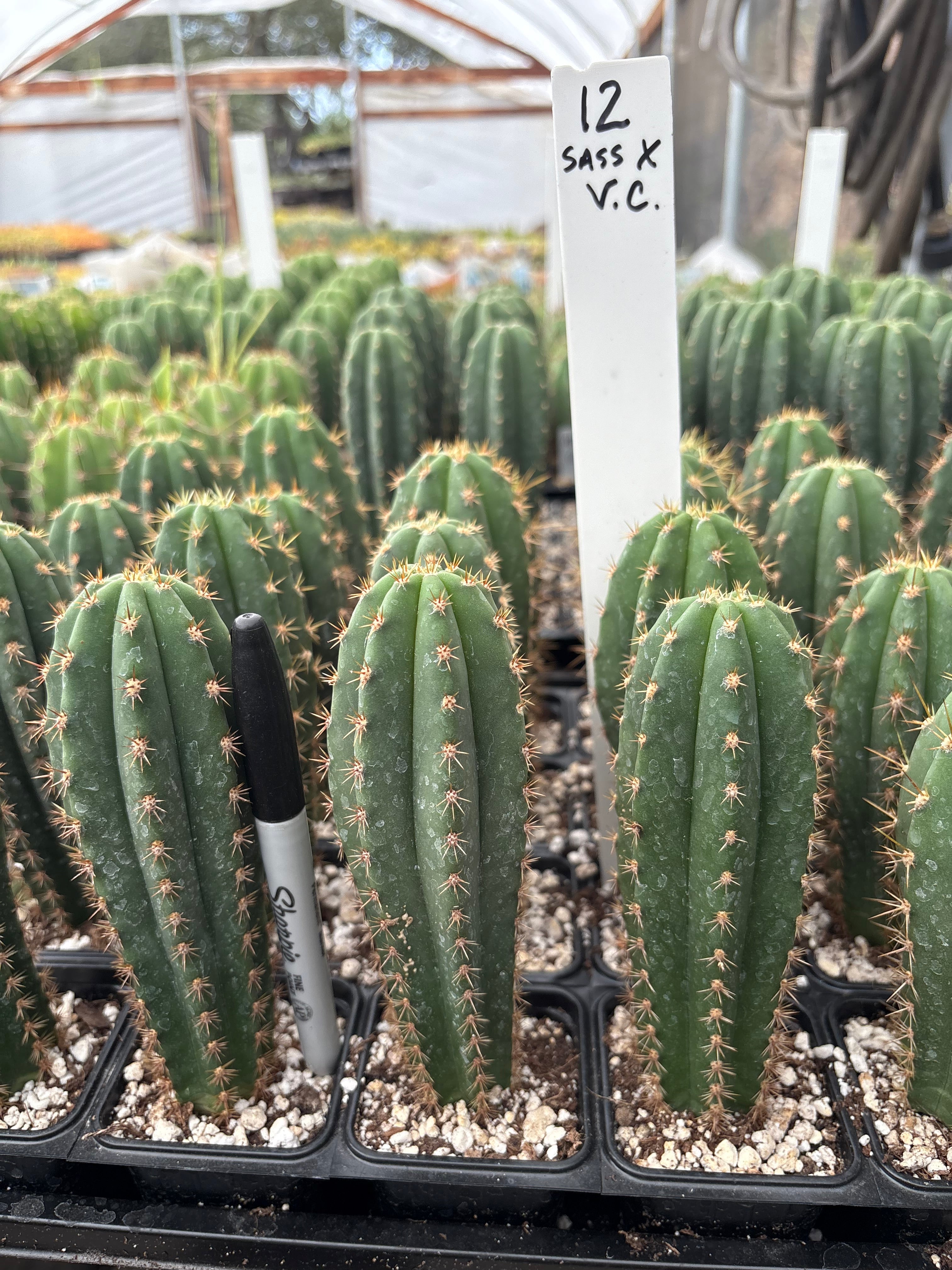 #EC225 Variety of Trichocereus Hybrid Cactus Bargain Potted Seedlings For Sale