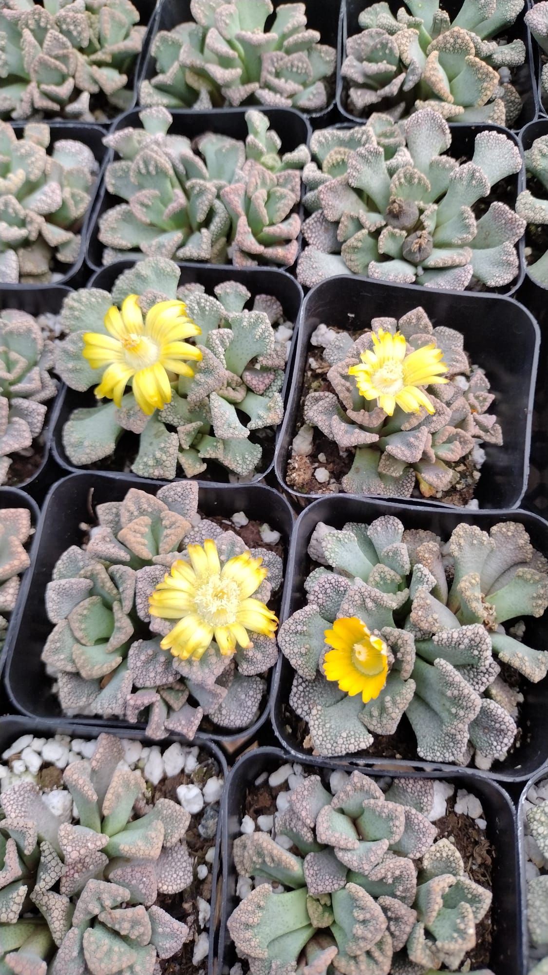 Aloinopsis Luckhoffii Succulent Plant