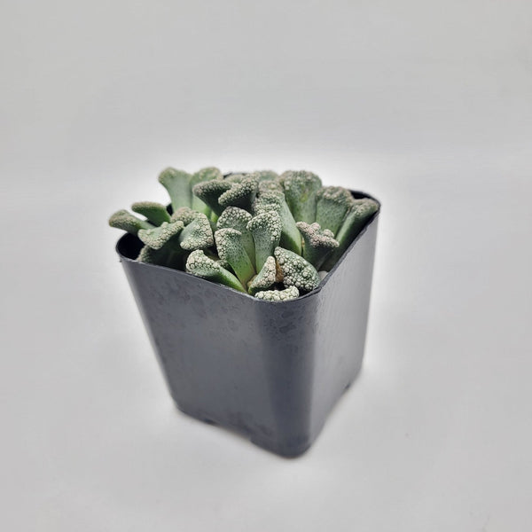 titanopsis succulent #51 Titanopsis calcera