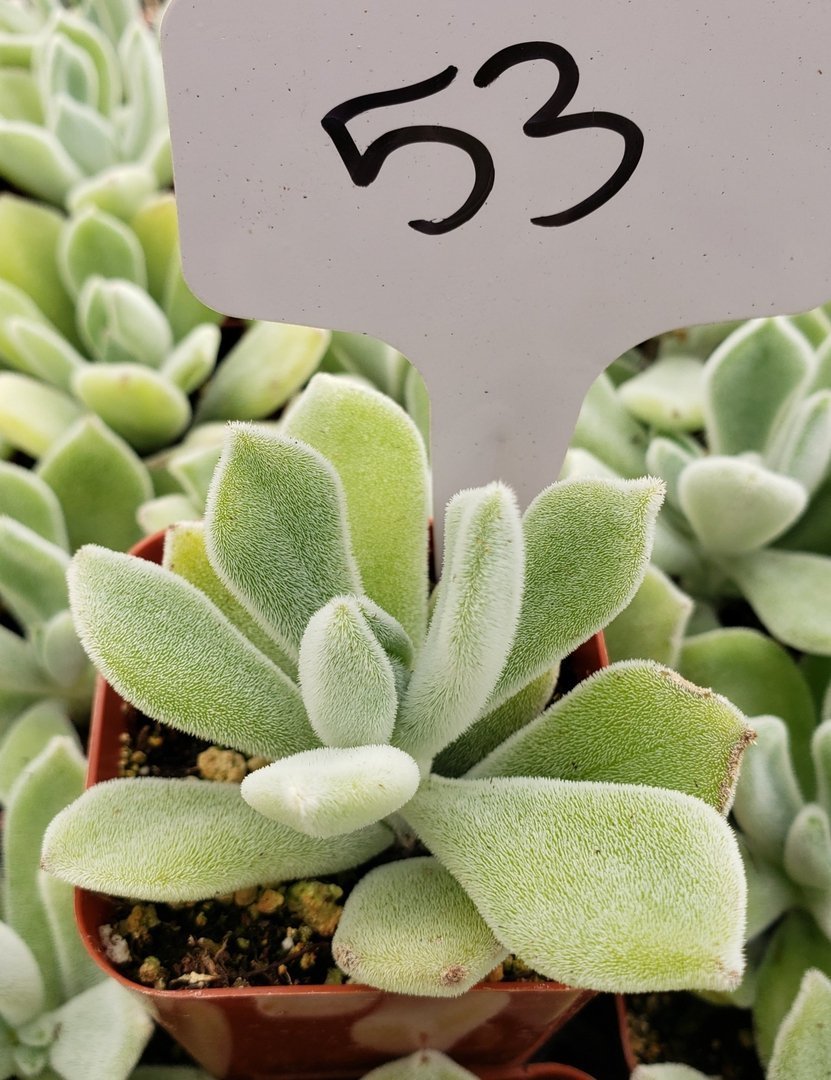 white fuzzy succulent plant Echeveria Pulvinata Frosty Succulent Plant