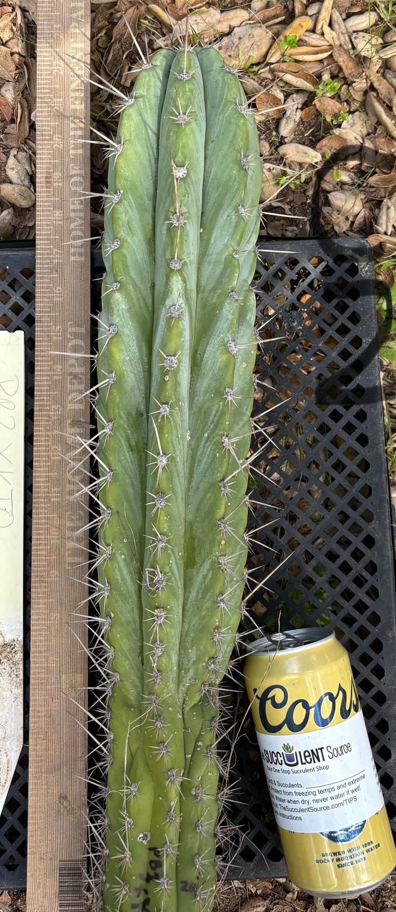 #EC395 EXACT TLC Trichocereus Bargain  Cactus Cuttings by Blaise