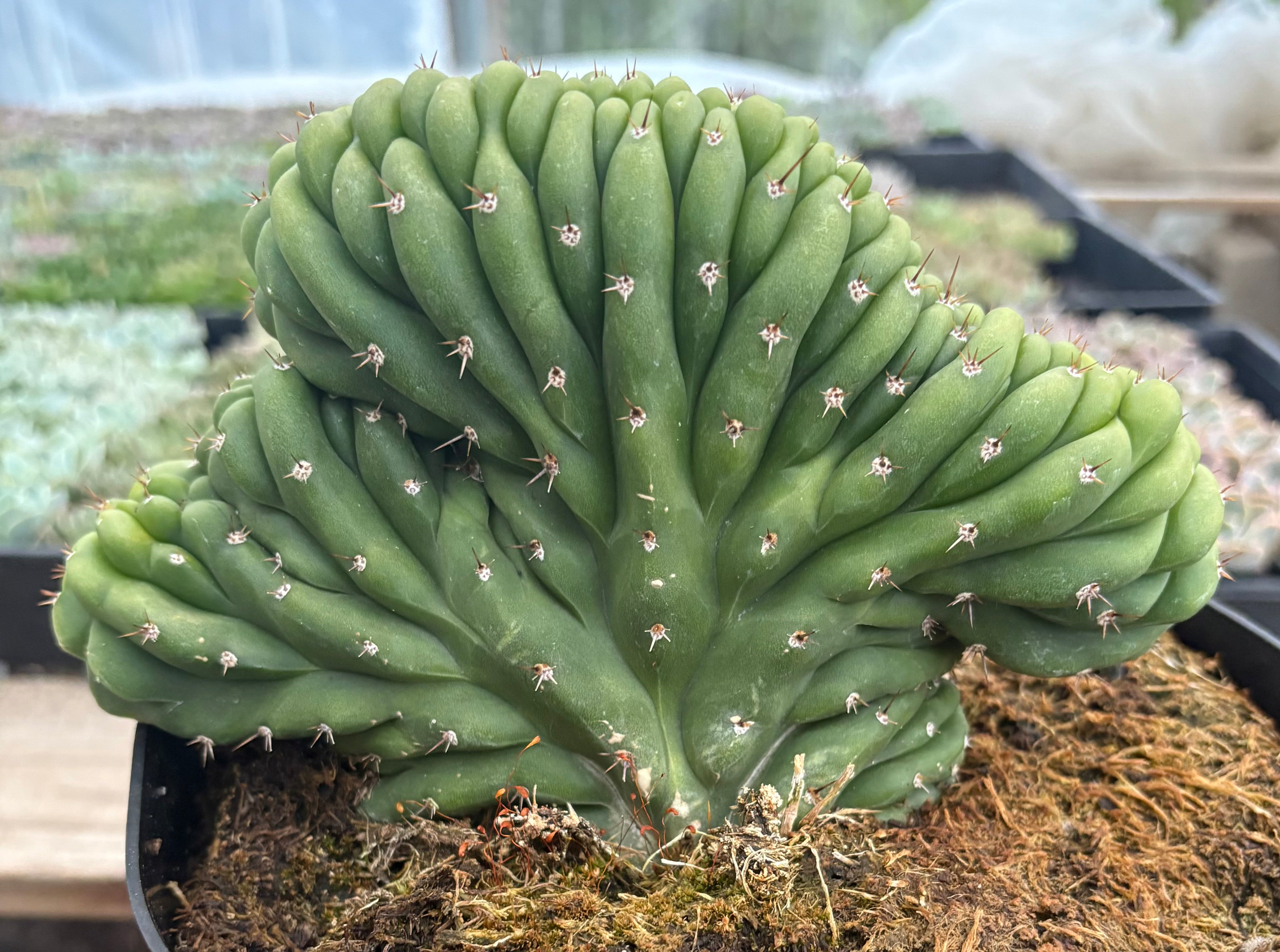 #EC272 EXACT Trichocereus Pachanoi Crested Cactus