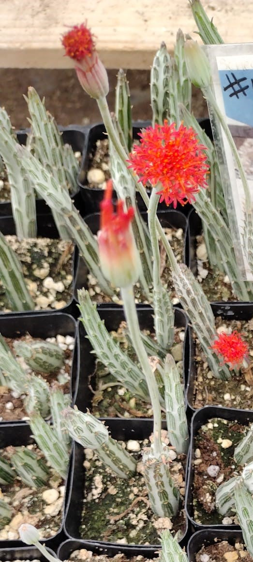 pickle plant succulent flower #57 Senecio Stapeliaeformis Pickle Plant 2"