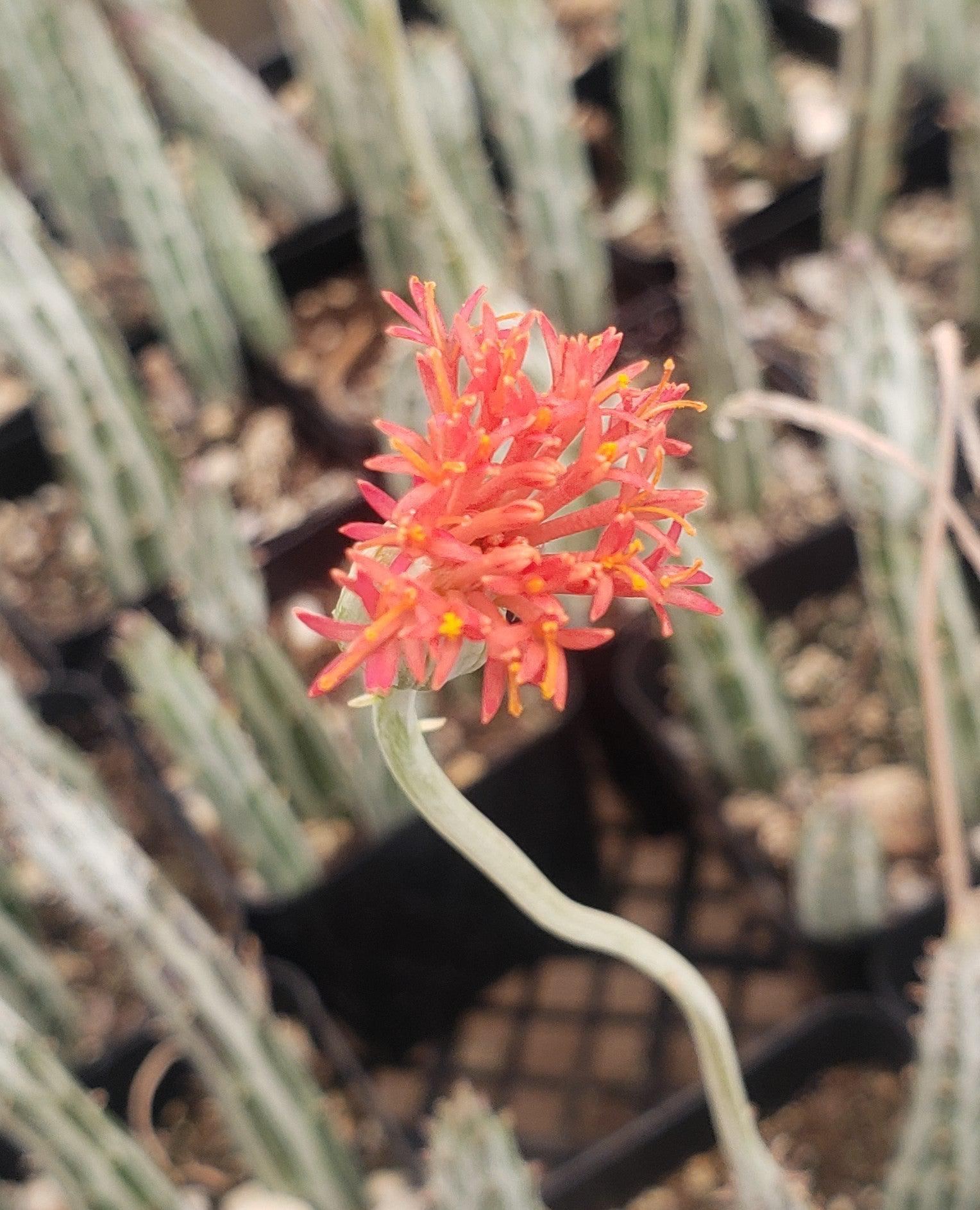pickle plant succulent flower #57 Senecio Stapeliaeformis Pickle Plant 2"