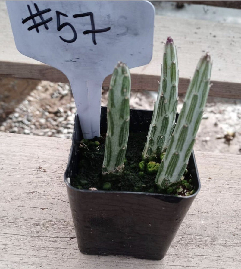 #57 Senecio Stapeliaeformis Pickle Plant 2"