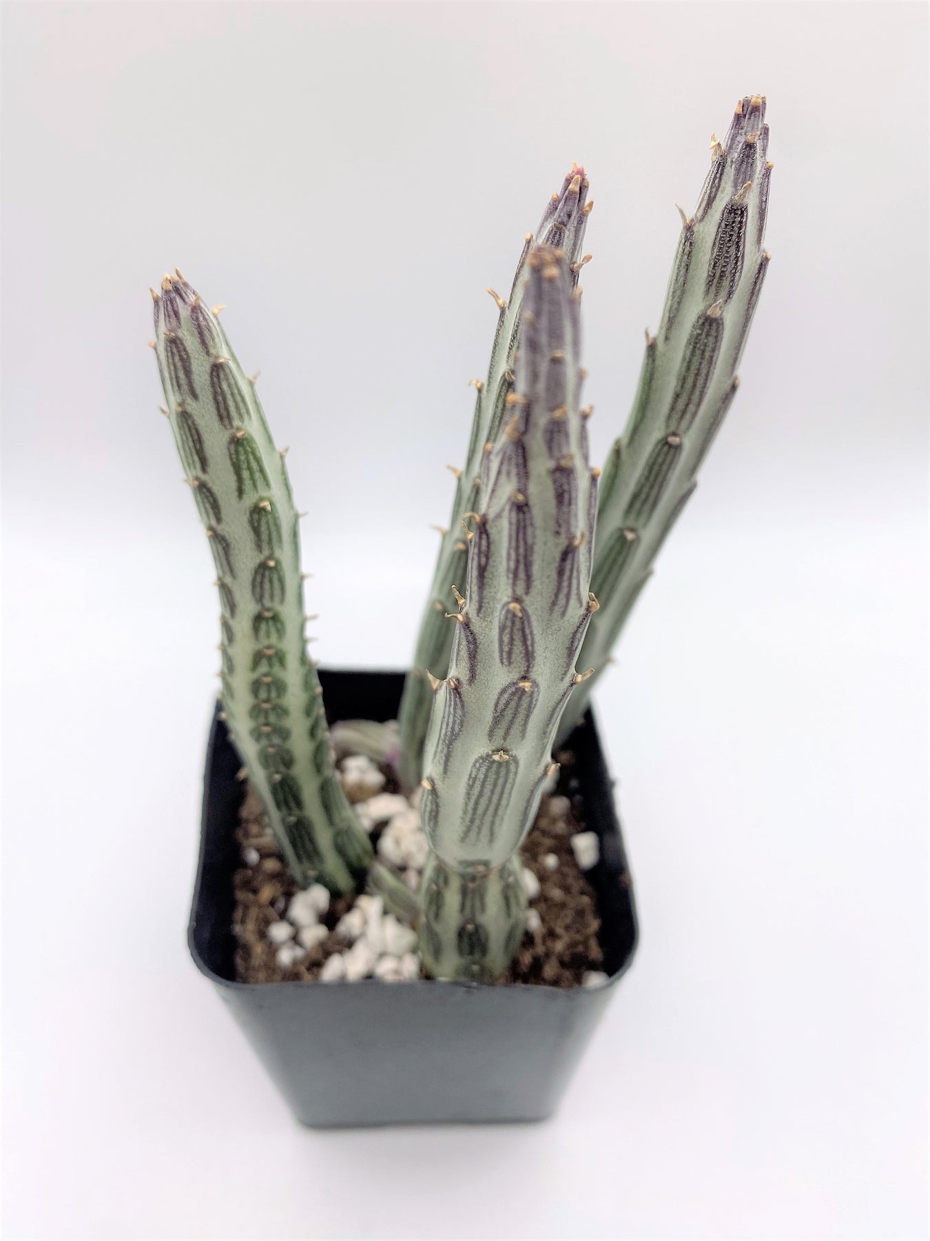 #57 Senecio Stapeliaeformis Pickle Plant (2.5" square pot)-Succulent - Small - Exact 2in Type-The Succulent Source