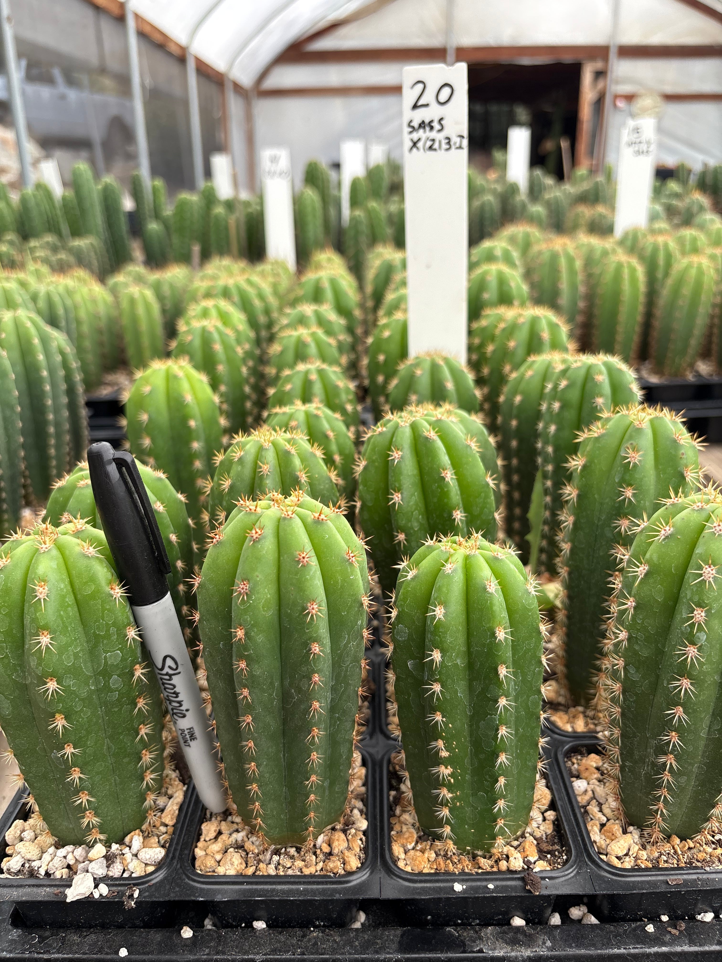 #EC225 Variety of Trichocereus Hybrid Cactus Bargain Potted Seedlings For Sale