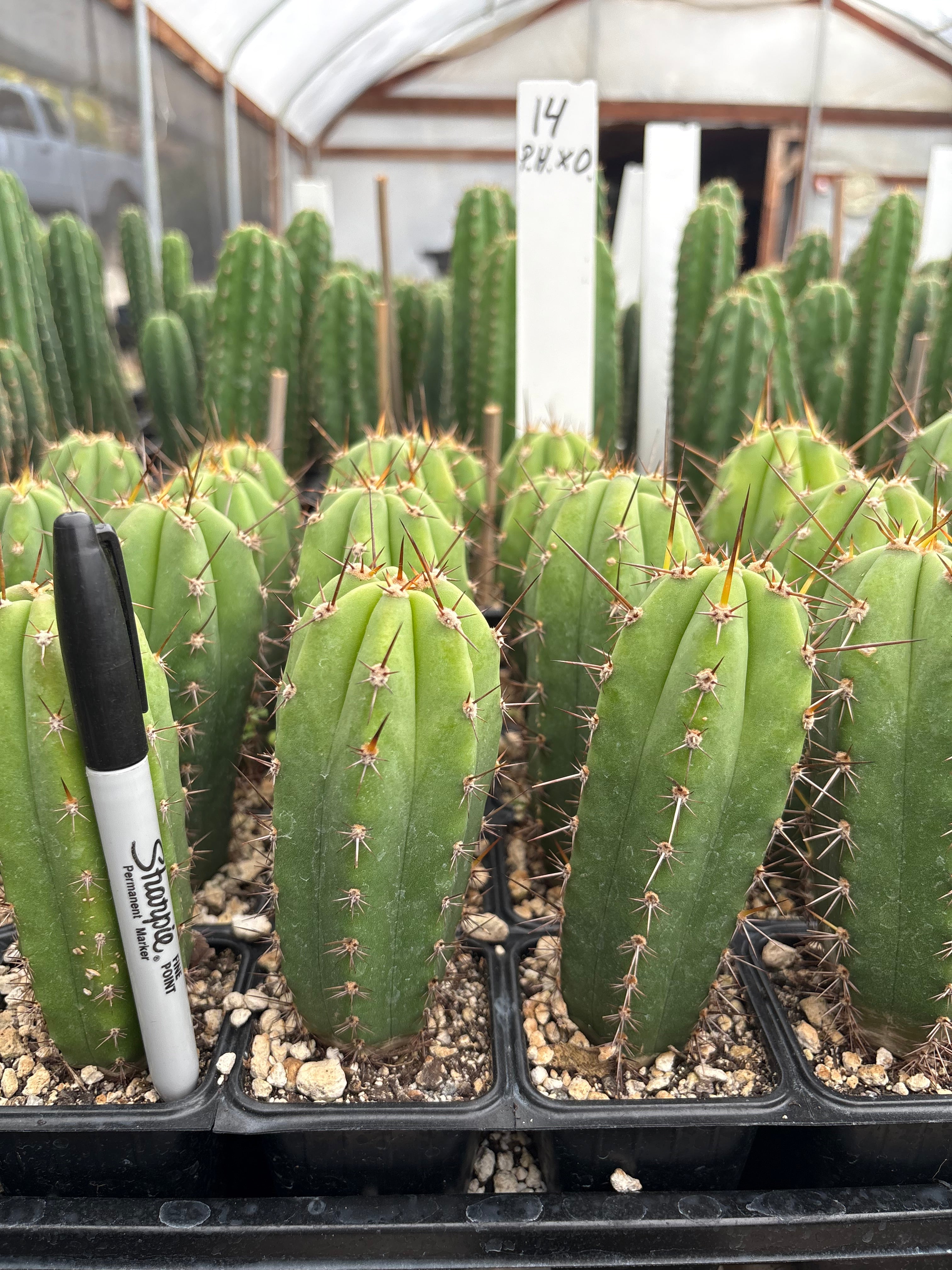 #EC225 Variety of Trichocereus Hybrid Cactus Bargain Potted Seedlings For Sale