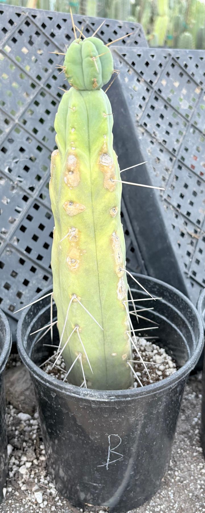 #EC14 Exact Trichocereus Bridgesii "Jiimz Twin Spine" Potted Cactus A-E