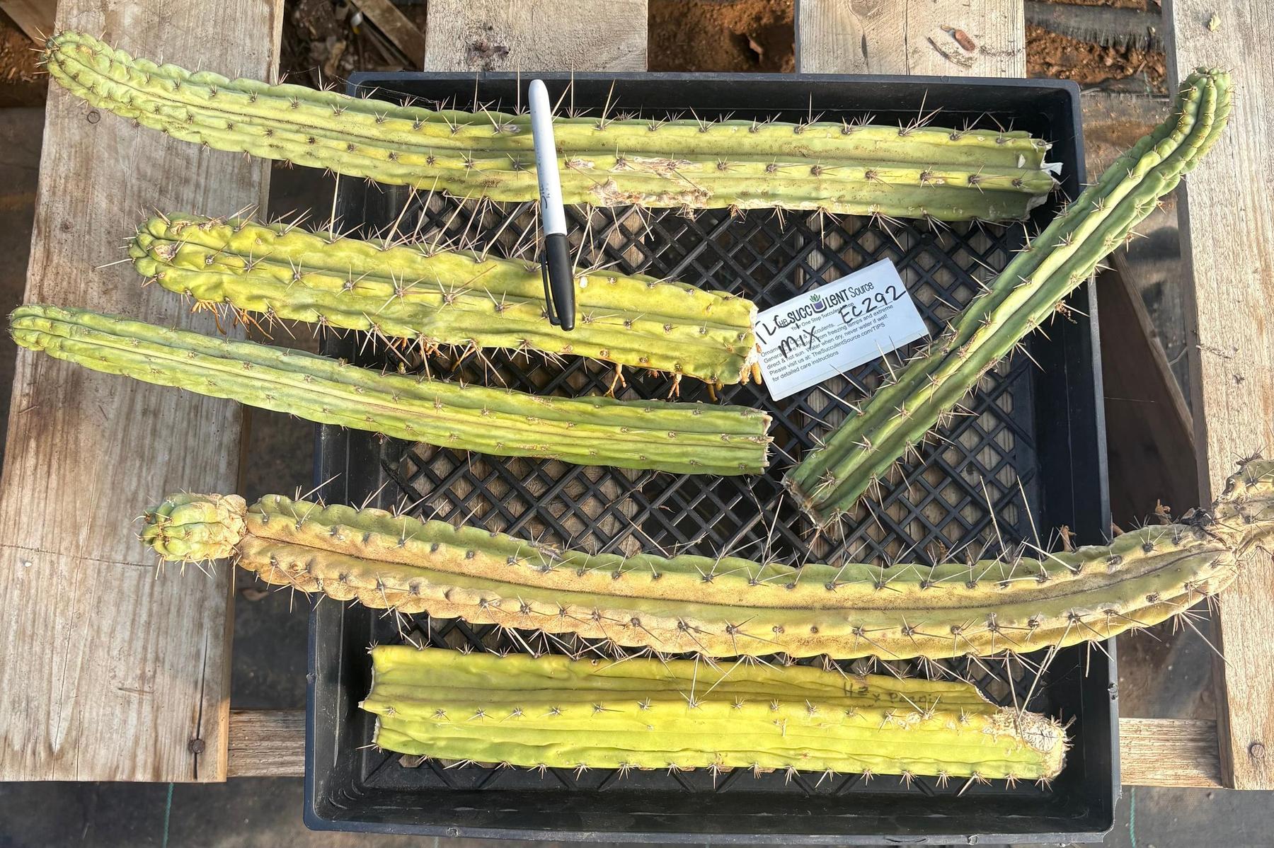 #EC292 EXACT Trichocereus Mixed Cactus cutting TLC Lot