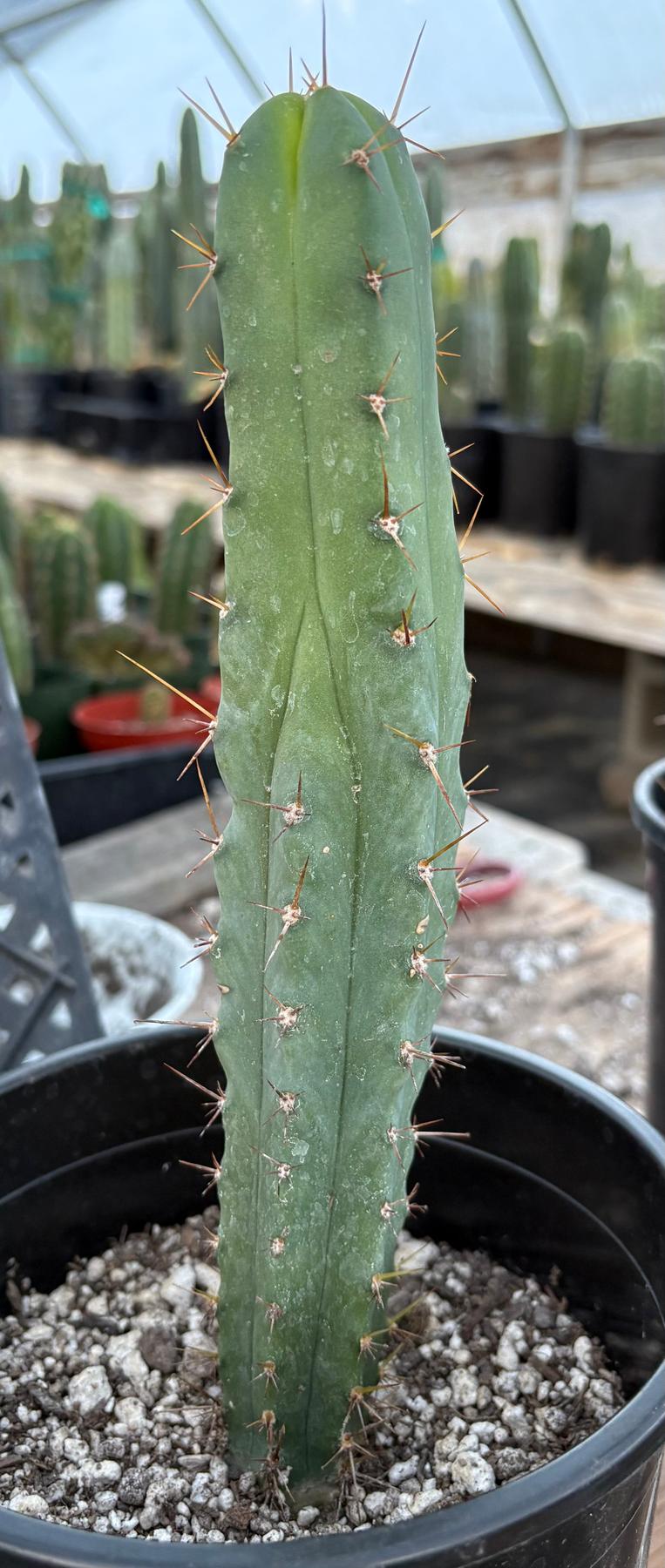 #EC241 EXACT Trichocereus Bridgesii Eileen X LumberJack 4 Rib Cactus 10”