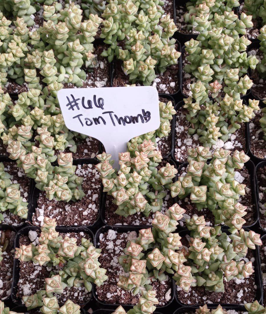 #66 Crassula Tom's Thumb-Succulent - Small - Exact Type-The Succulent Source