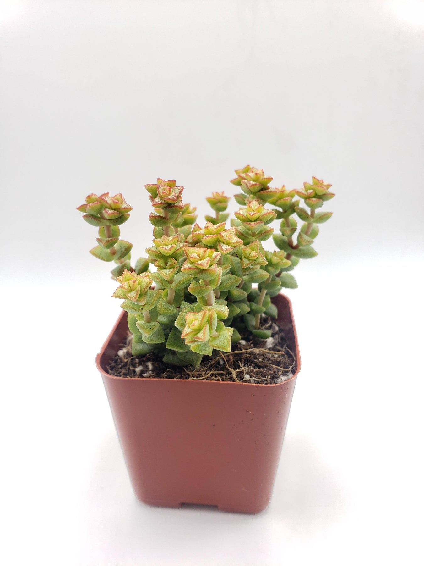 #66 Crassula Tom's Thumb-Succulent - Small - Exact 2in Type-The Succulent Source