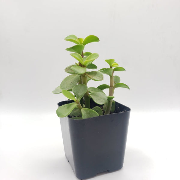 small bushy succulent #68 Portulacaria Elephant Bush Green