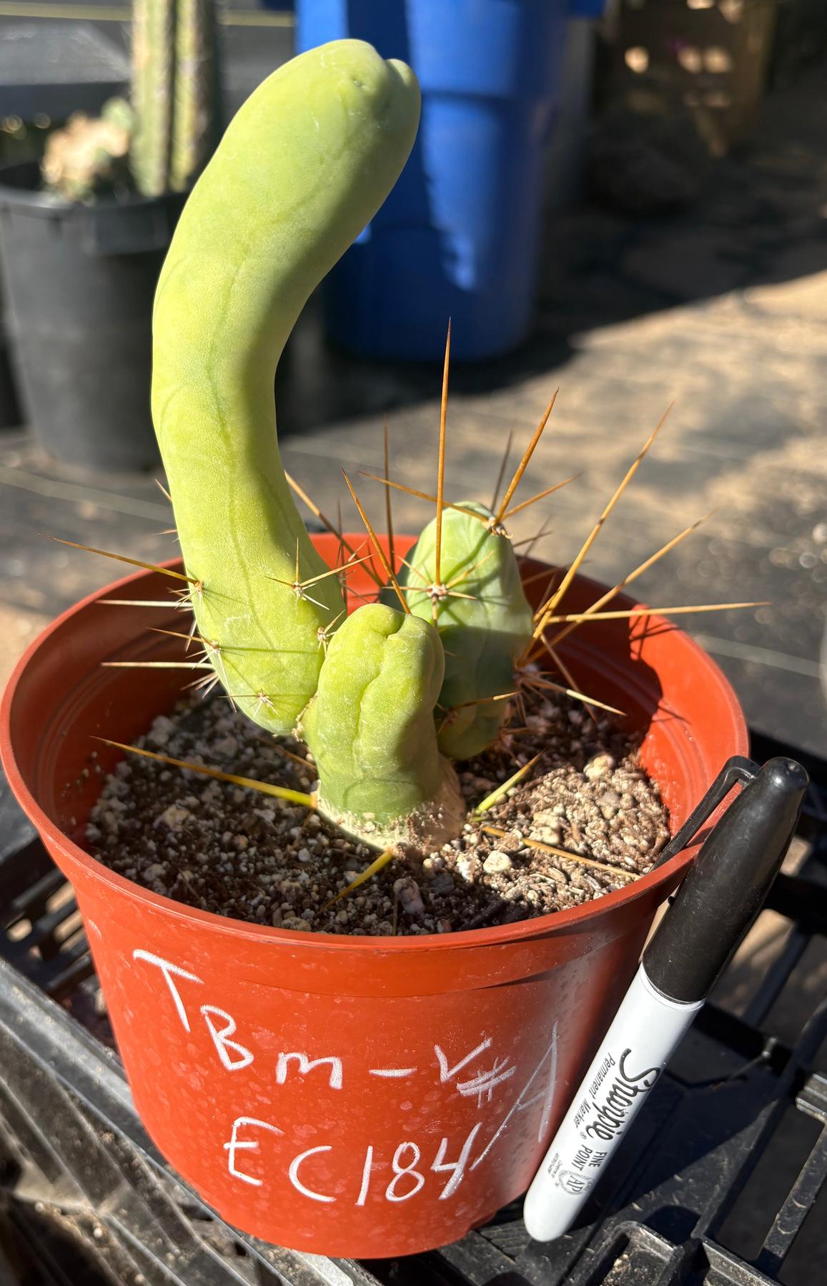 #EC184 EXACT Trichocereus Bridgesii Monstrose Variegated TBM Penis Ornamental Cactus
