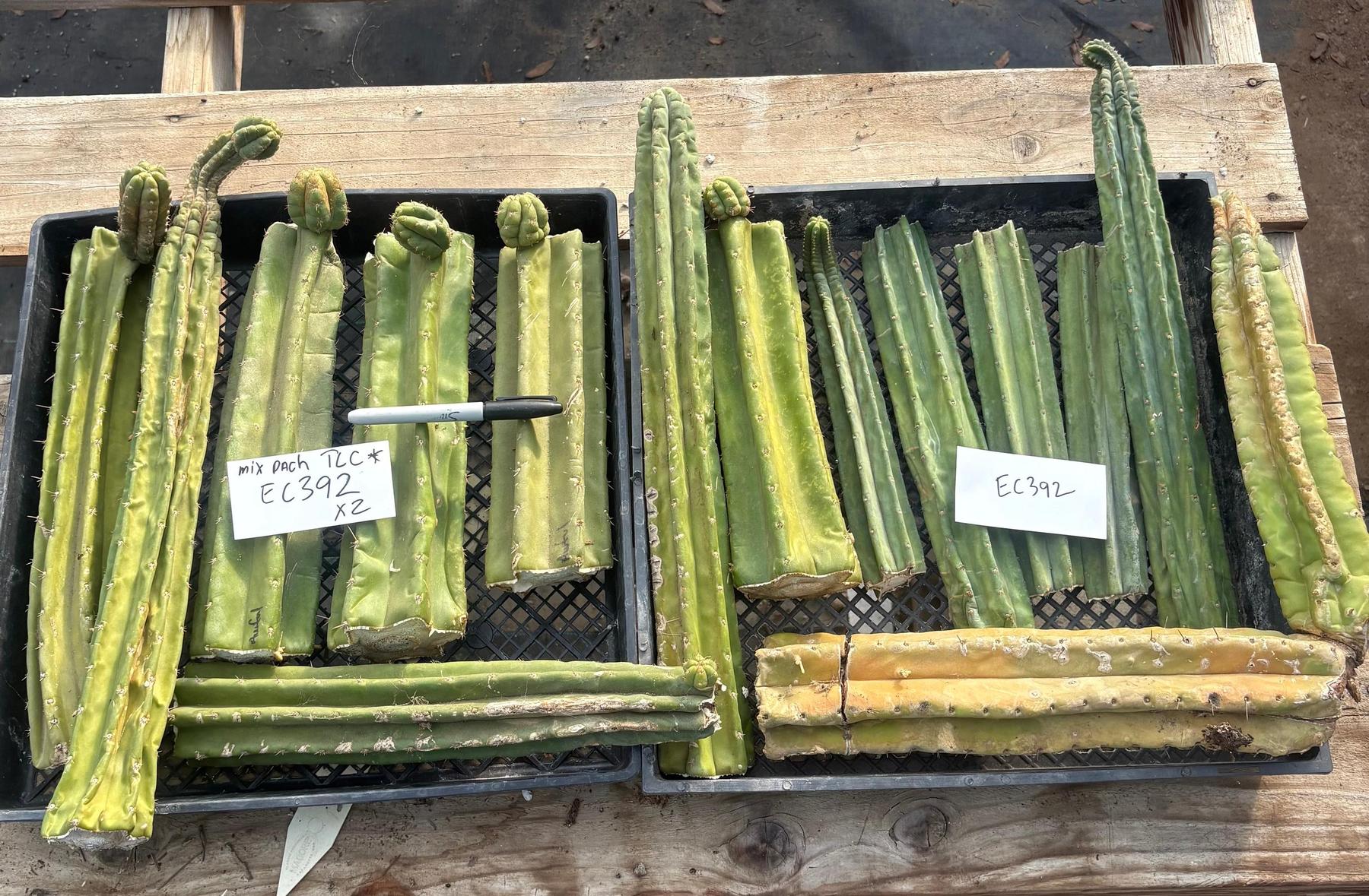 #EC392 EXACT Trichocereus Mixed Pachanoi Bargain Lot of TLC Cactus Cuttings