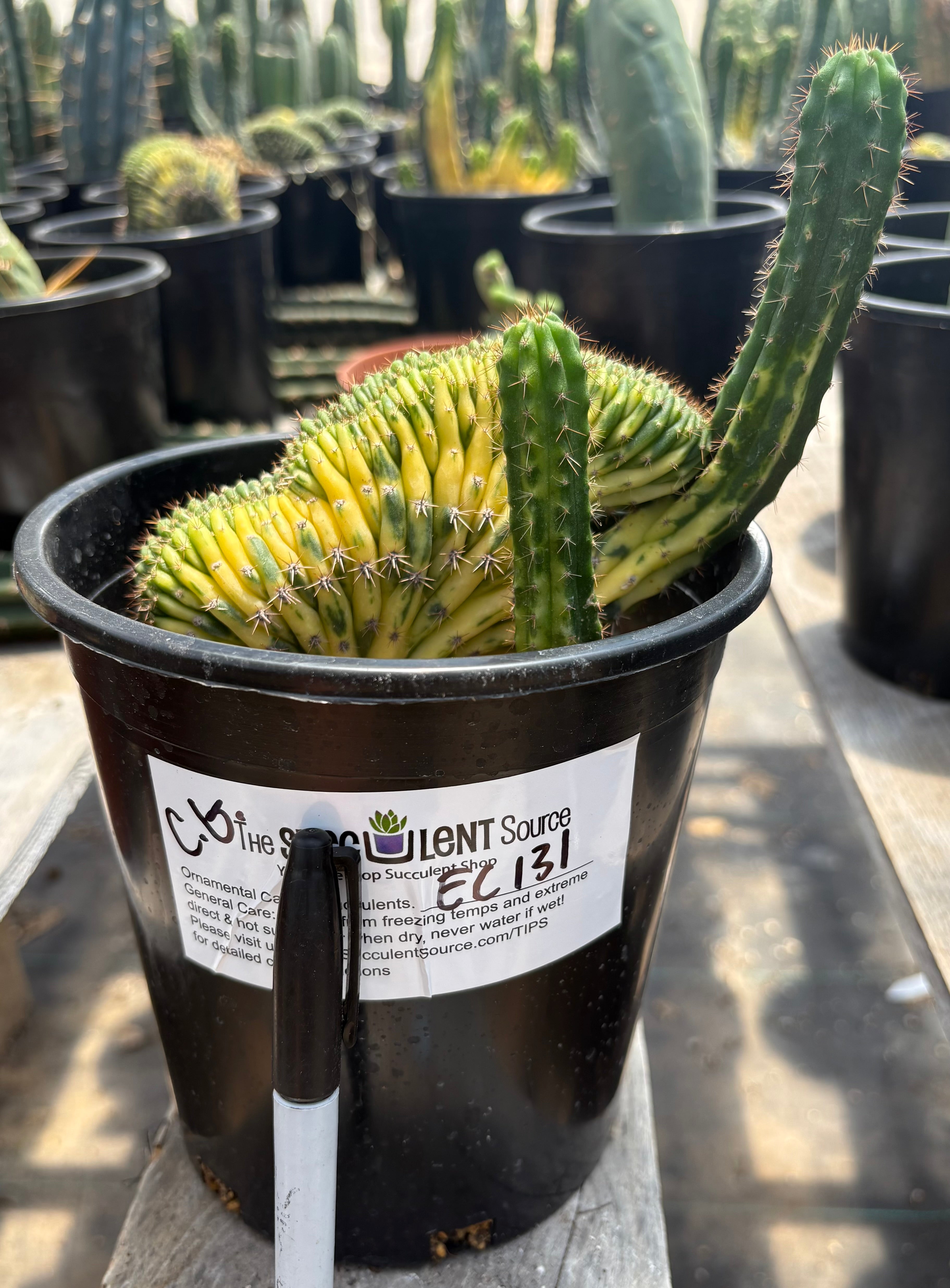 #EC131 EXACT Trichocereus Pachanoi Variegated Crested Cactus 13.5”