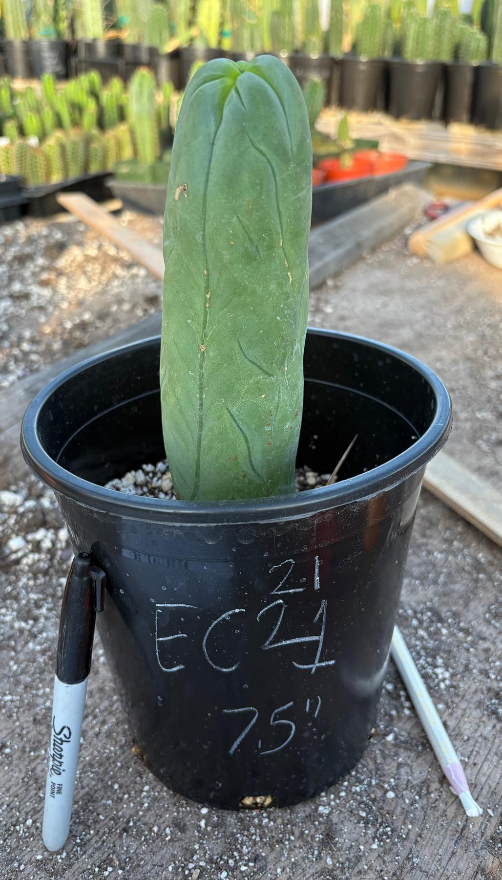 #EC21 EXACT Trichocereus Bridgesii Monstrose TBM Long Form penis Cactus 7.5”