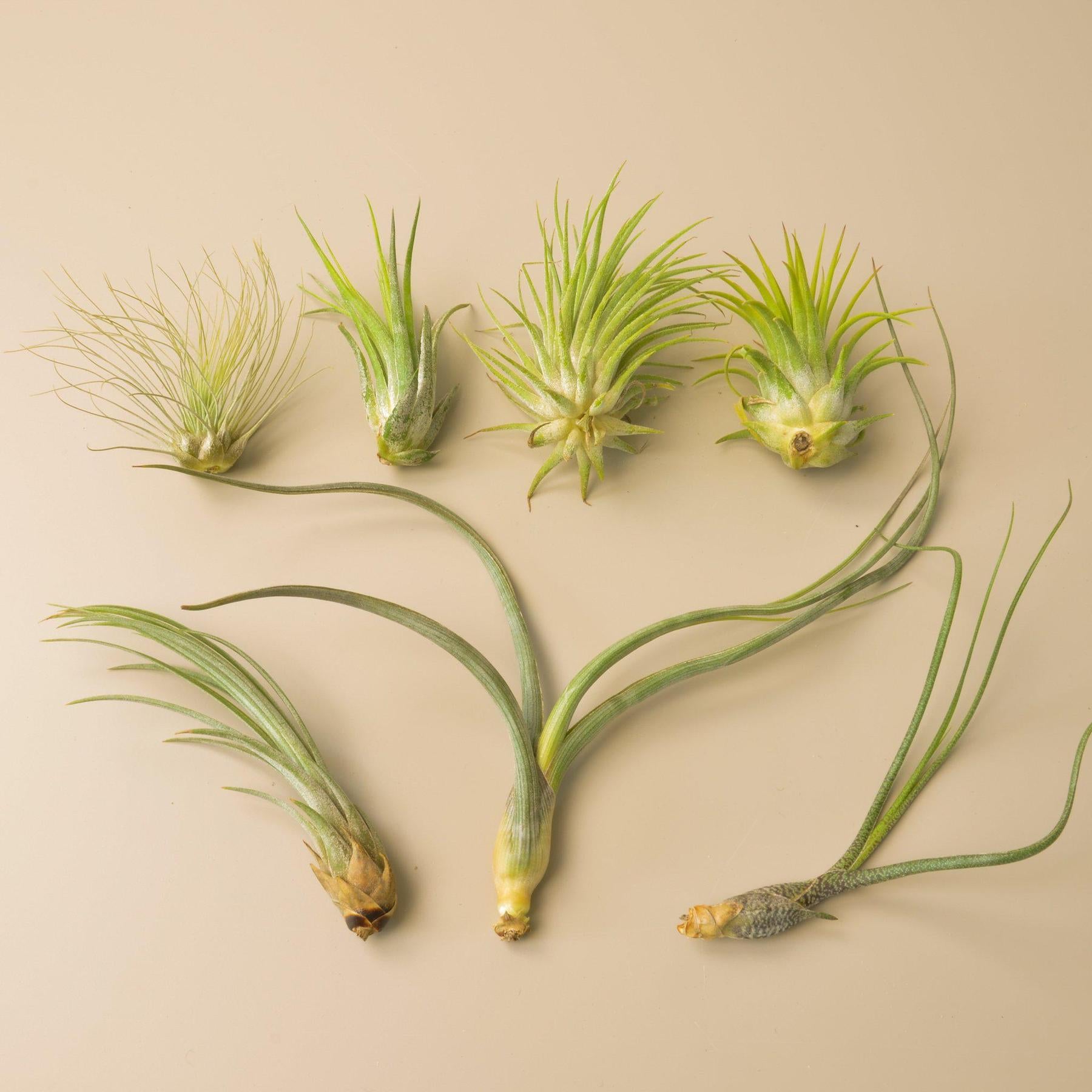 7 Tillandsia Air Plant Variety Pack-Air PLants-The Succulent Source