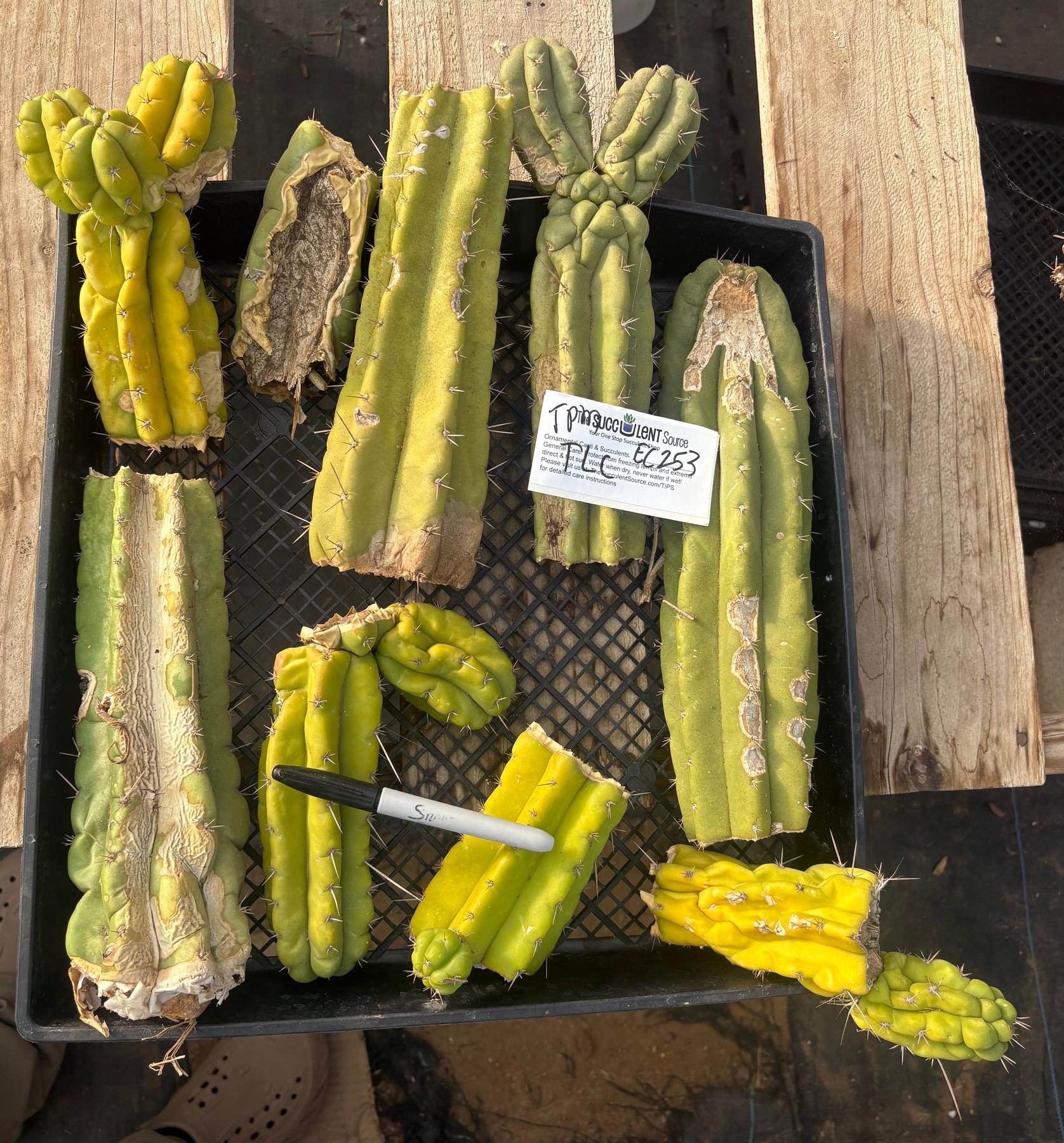 #EC253 EXACT Trichocereus Pachanoi Monstrose TPM TLC Cactus CUTTING LOT