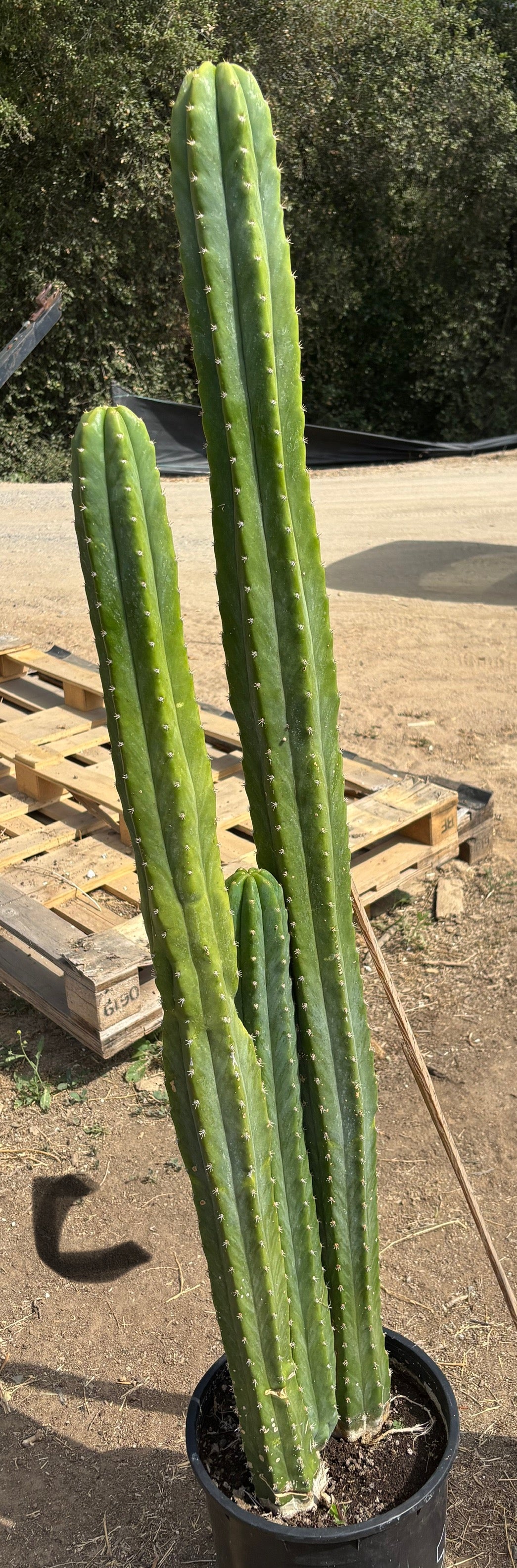 #EC125 EXACT GIANT Trichocereus Pachanoi PC Cactus Potted Specimens