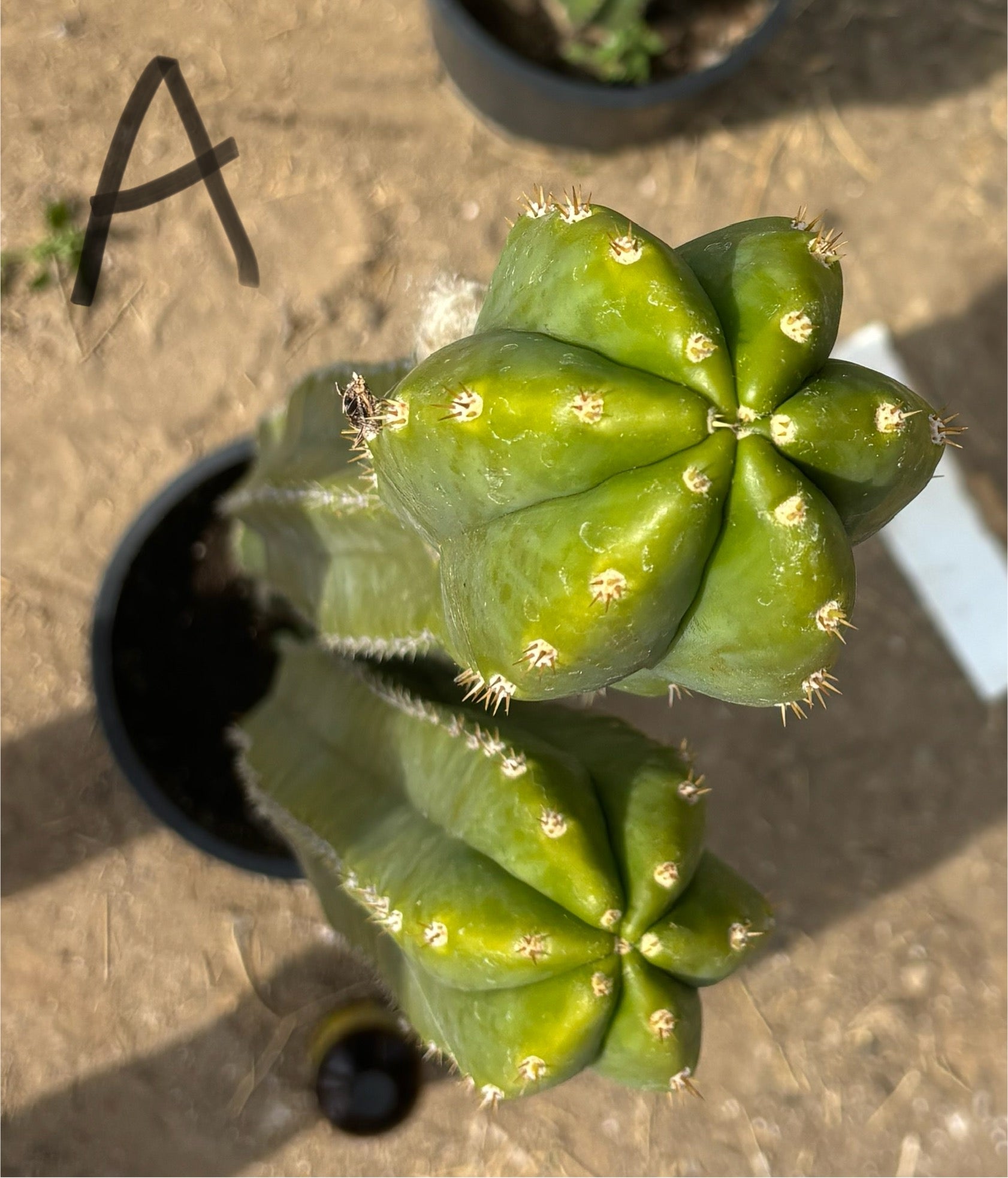 #EC125 EXACT GIANT Trichocereus Pachanoi PC Cactus Potted Specimens