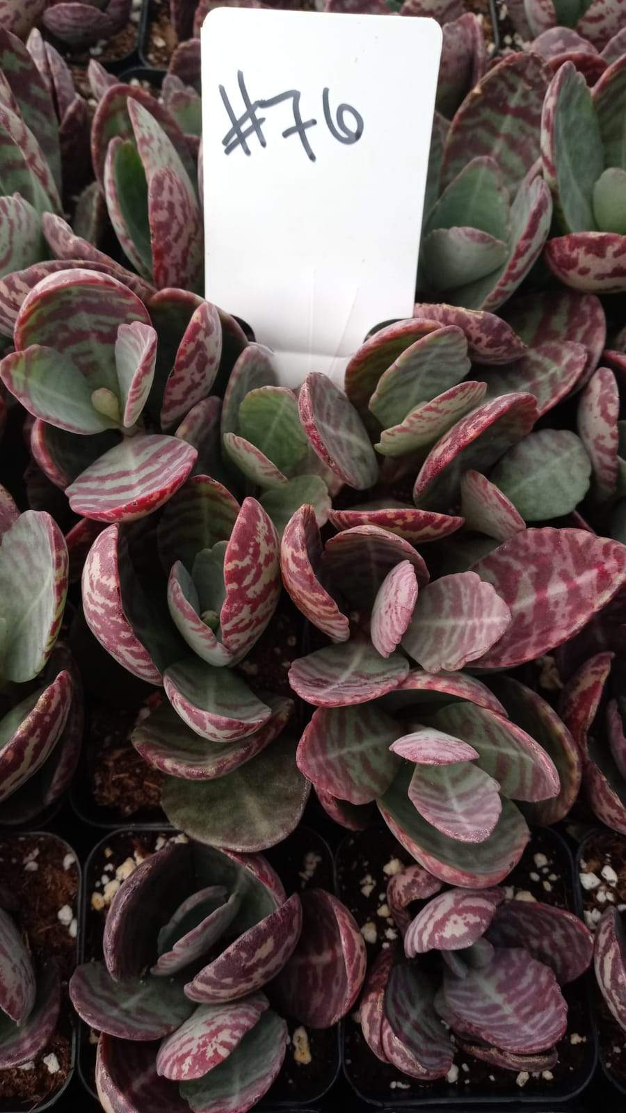 #76 Kalanchoe Humilis-Succulent - Small - Exact 2in Type-The Succulent Source