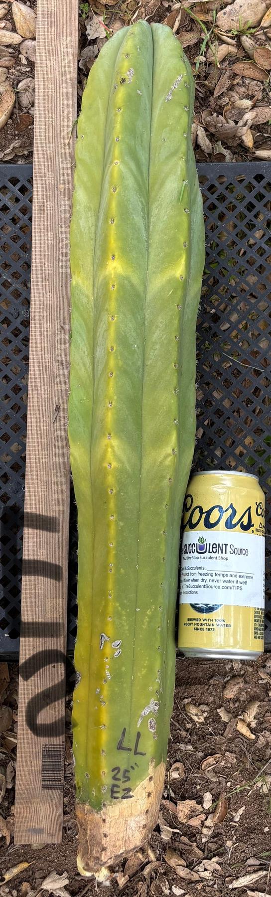 #EC395 EXACT TLC Trichocereus Bargain  Cactus Cuttings by Blaise