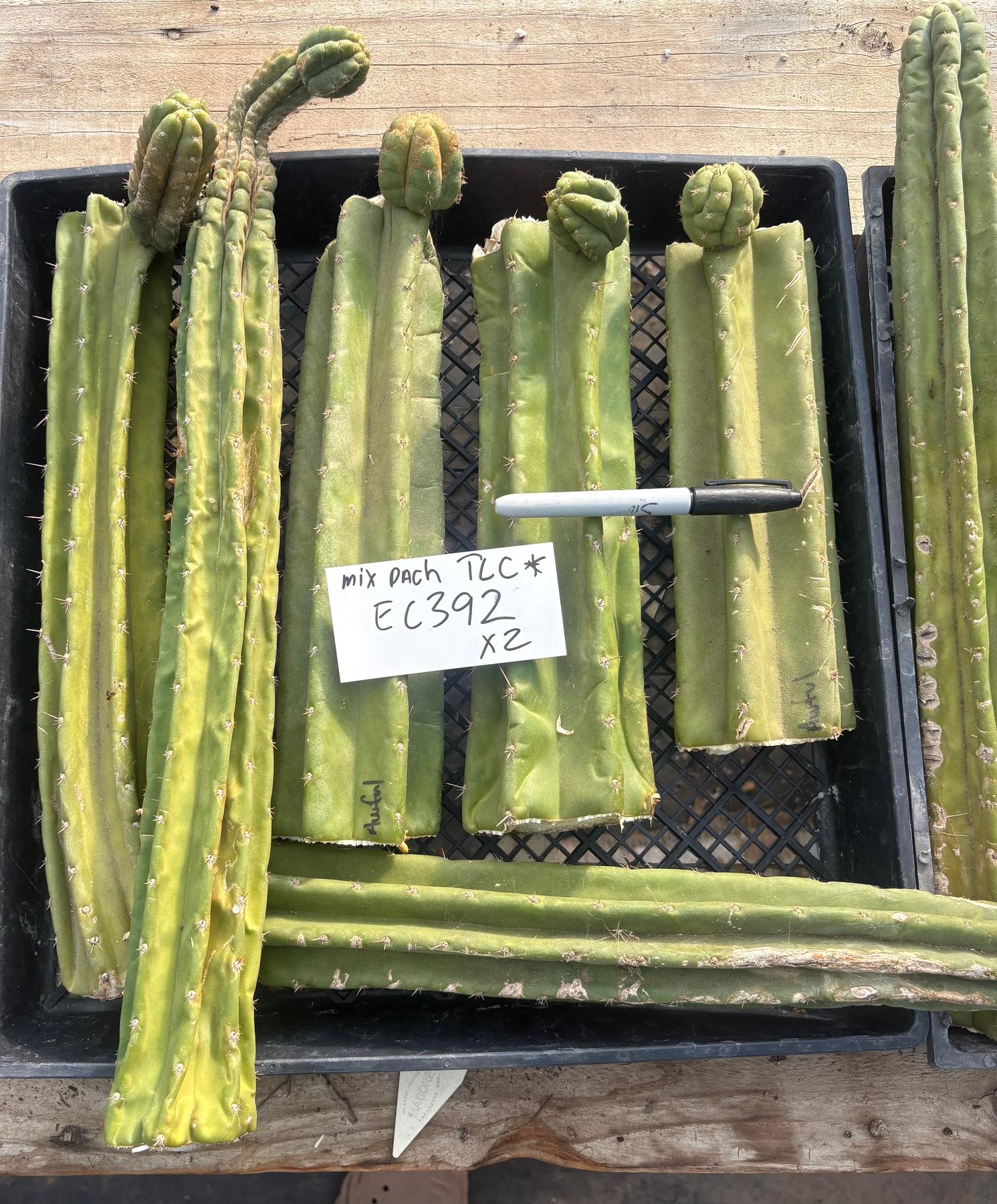 #EC392 EXACT Trichocereus Mixed Pachanoi Bargain Lot of TLC Cactus Cuttings