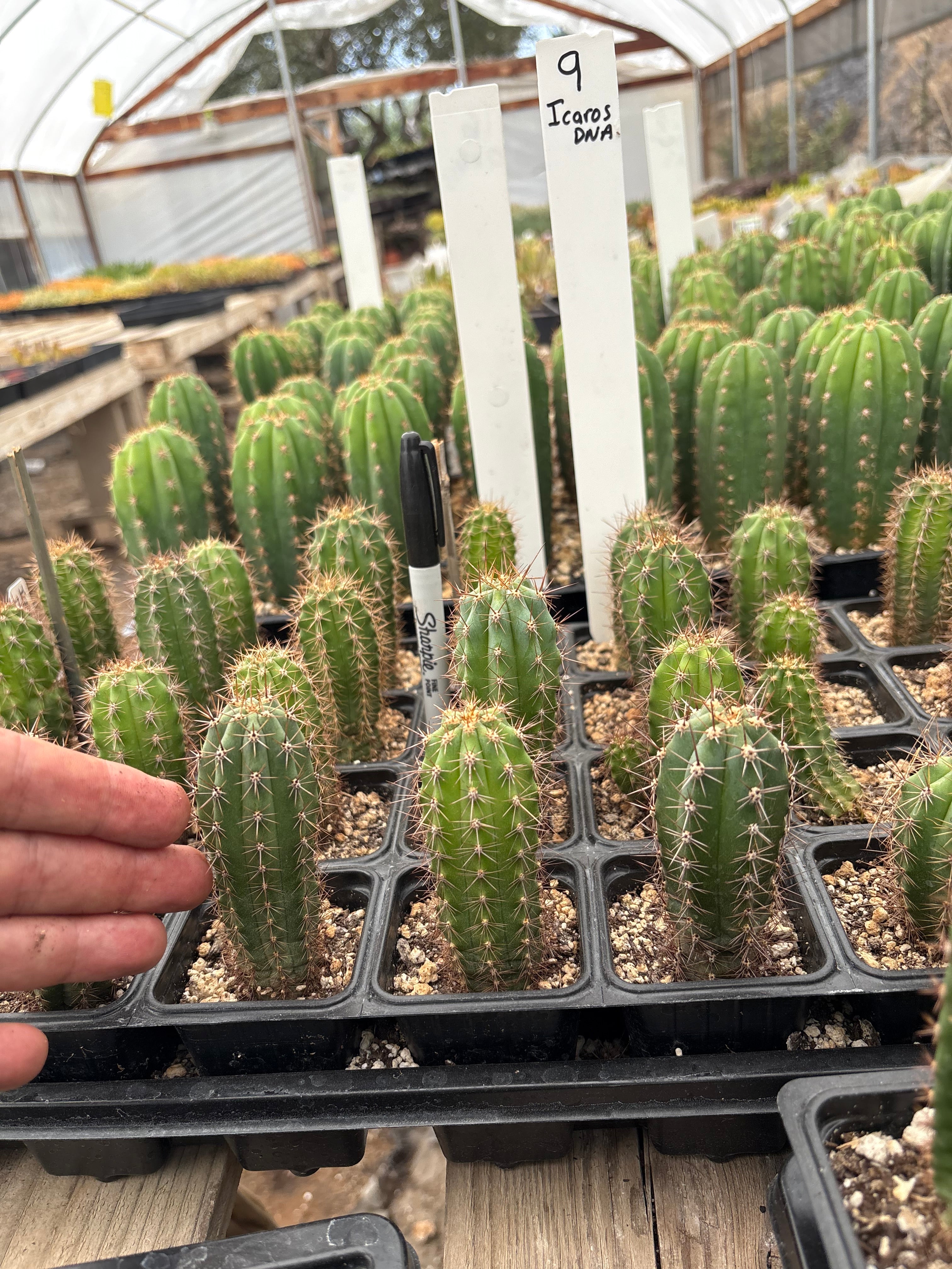 #EC225 Variety of Trichocereus Hybrid Cactus Bargain Potted Seedlings For Sale