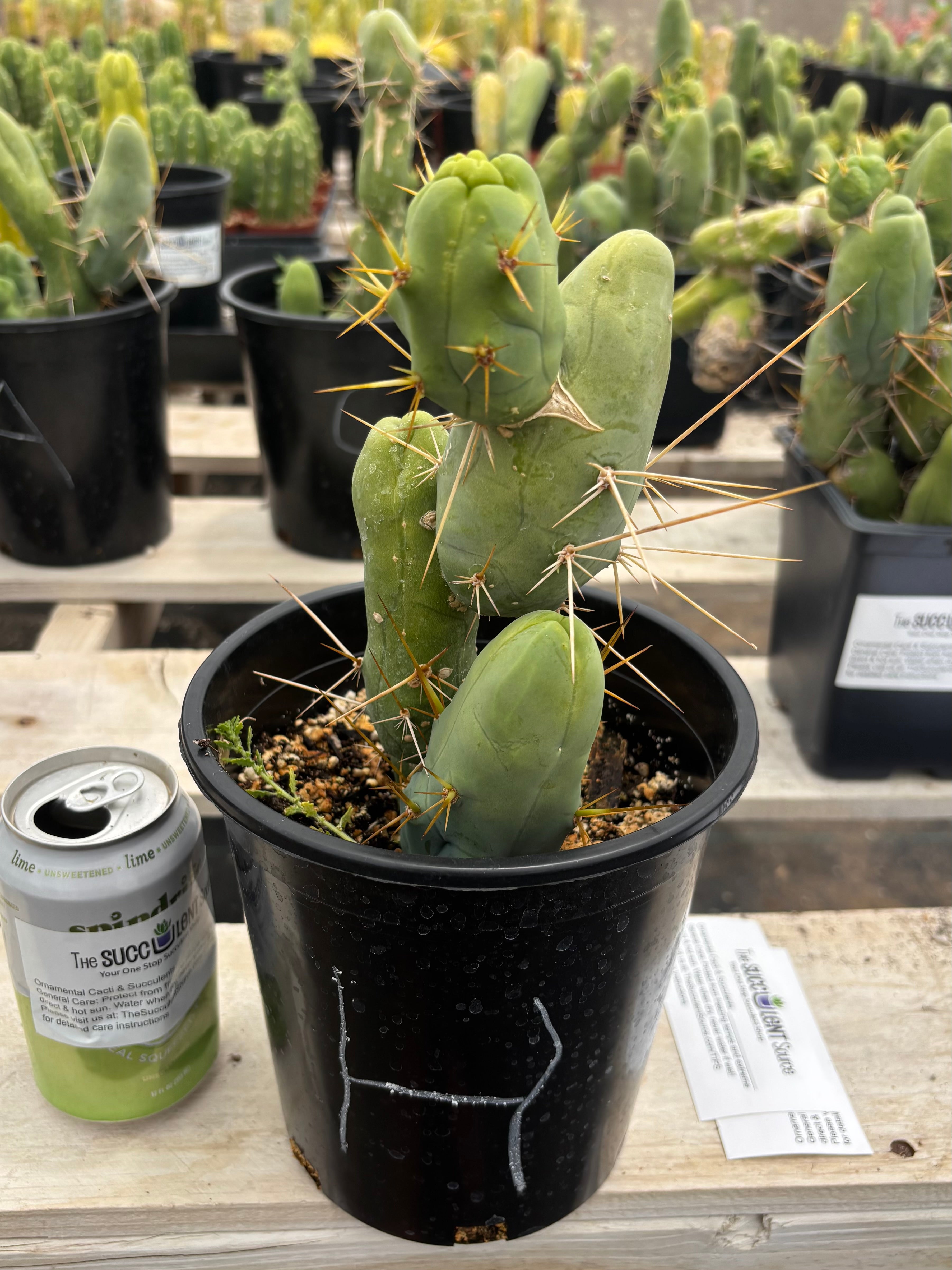 Trichocereus bridgesii forma monstrose TBM inermis aka Ornamental Penis Cactus Plant