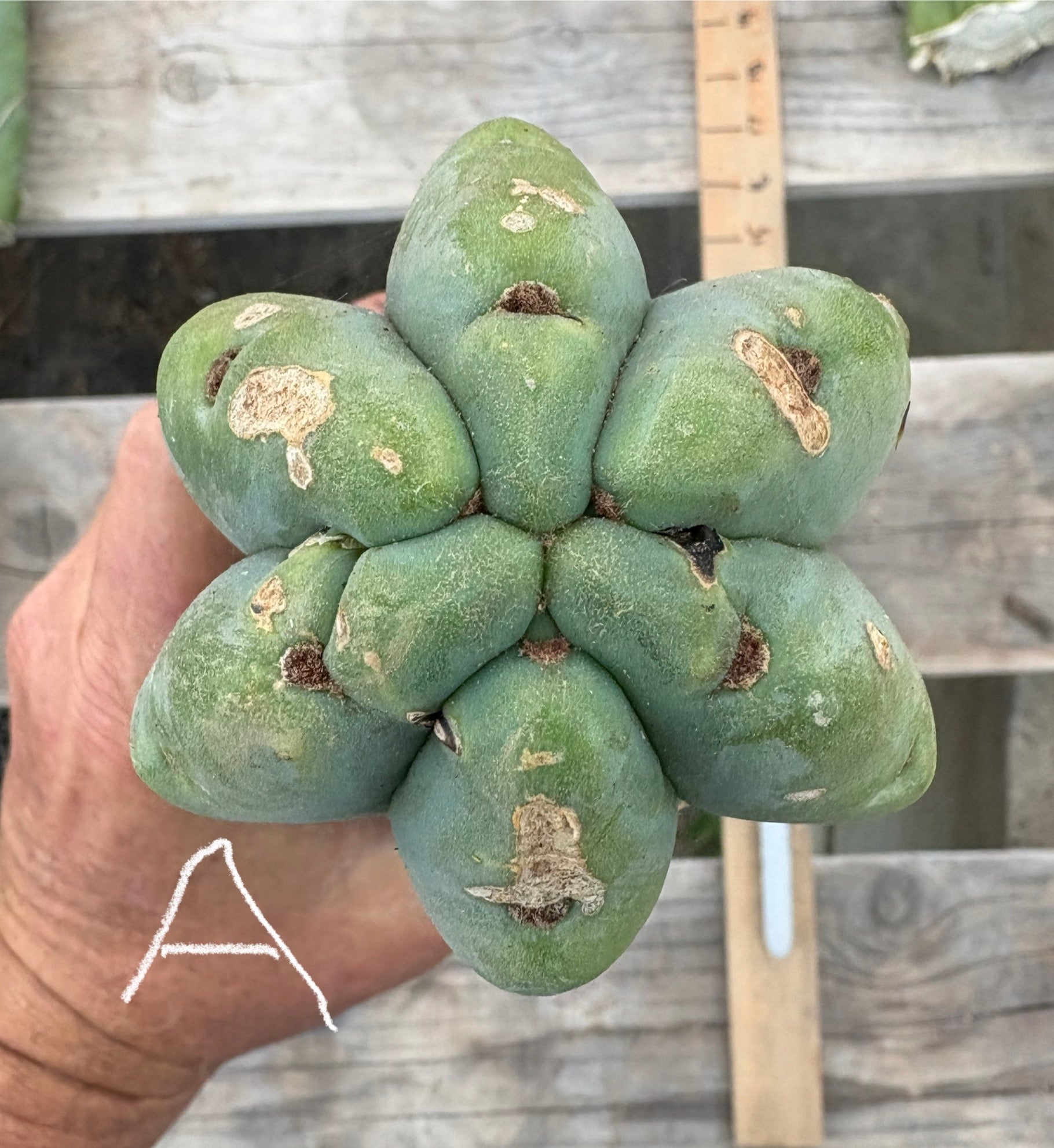 #EC153 EXACT Trichocereus Bridgesii Jiimz Twin Spine Cactus Cuttings