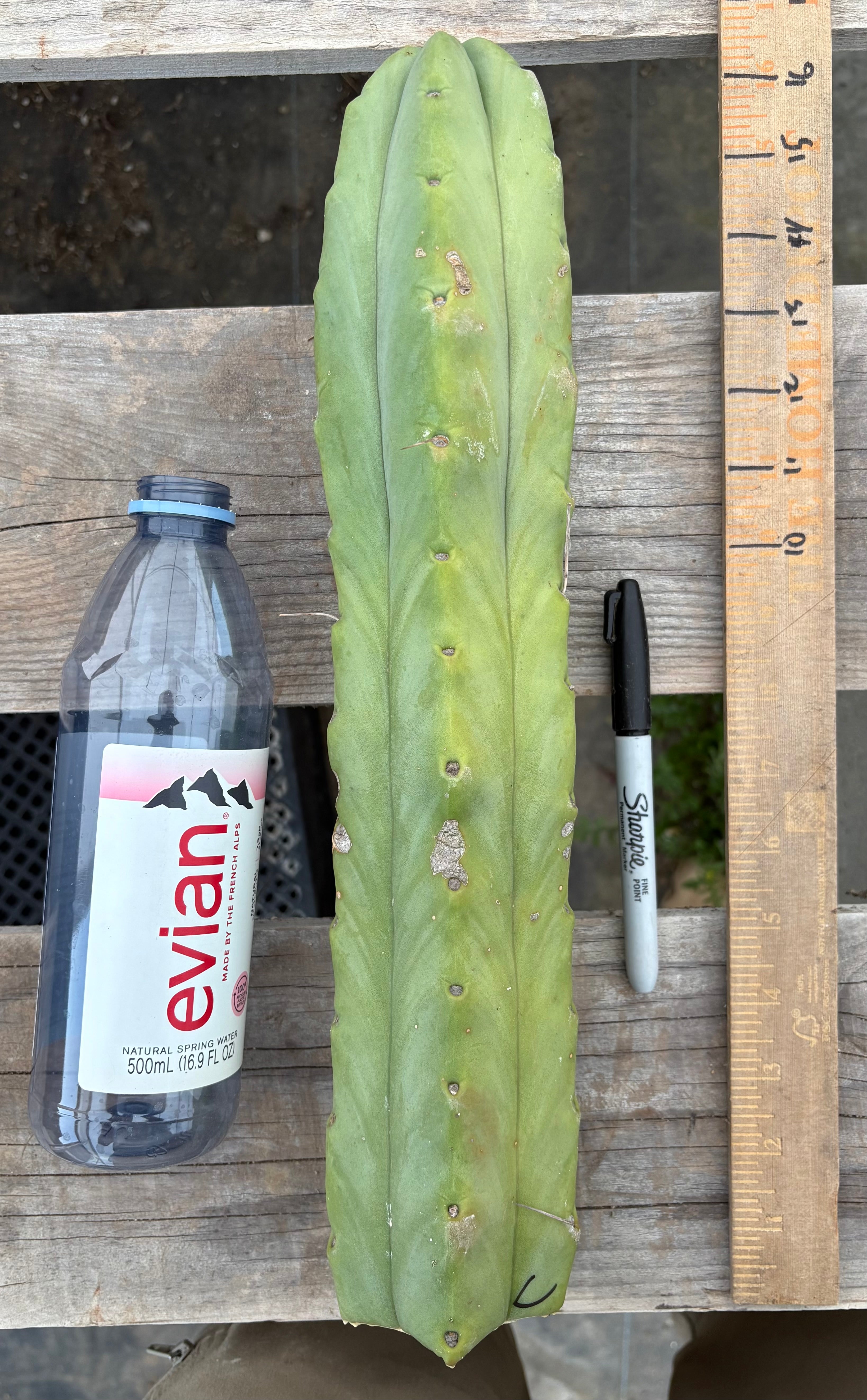 #EC153 EXACT Trichocereus Bridgesii Jiimz Twin Spine Cactus Cuttings