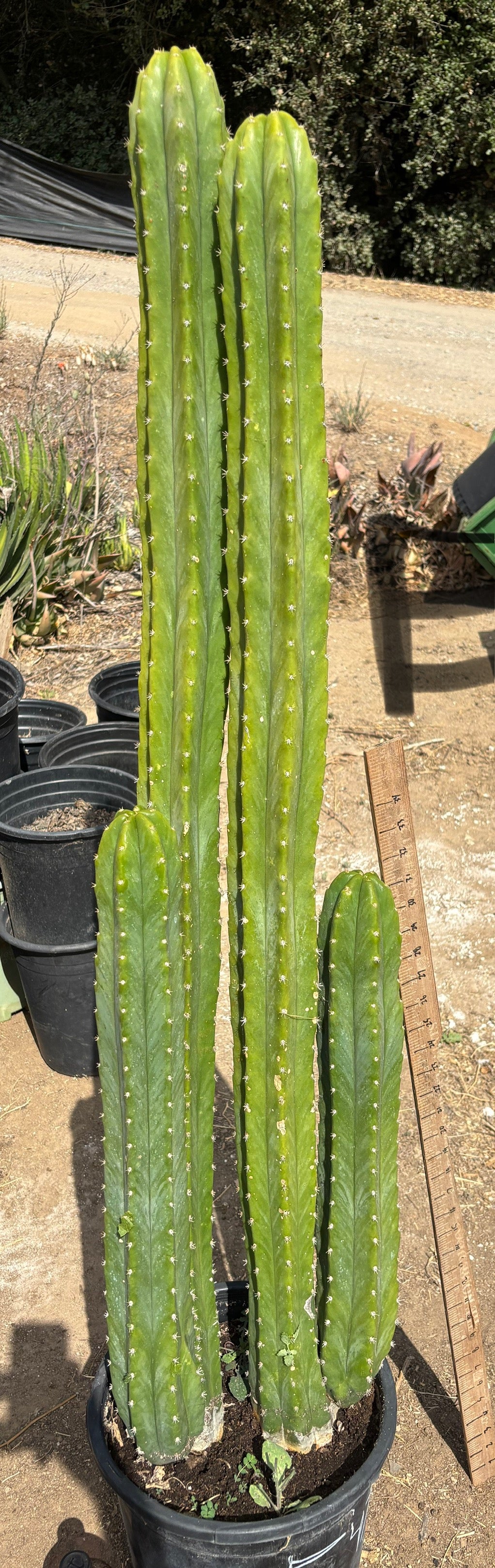 #EC125 EXACT GIANT Trichocereus Pachanoi PC Cactus Potted Specimens
