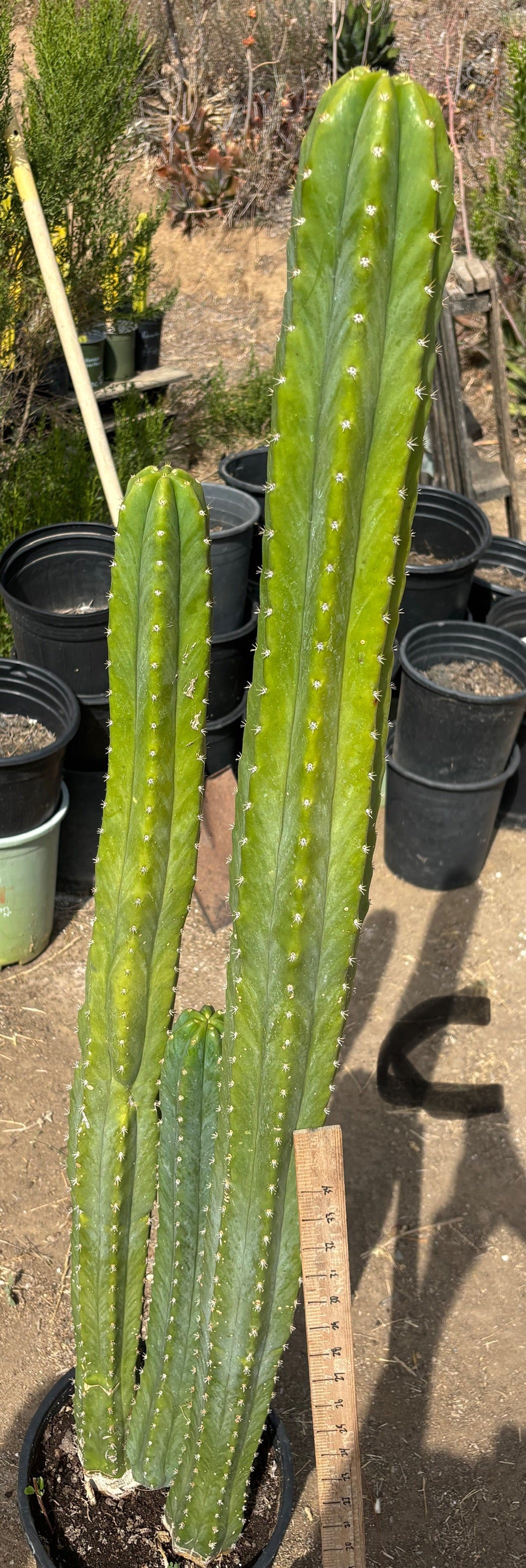 #EC125 EXACT GIANT Trichocereus Pachanoi PC Cactus Potted Specimens