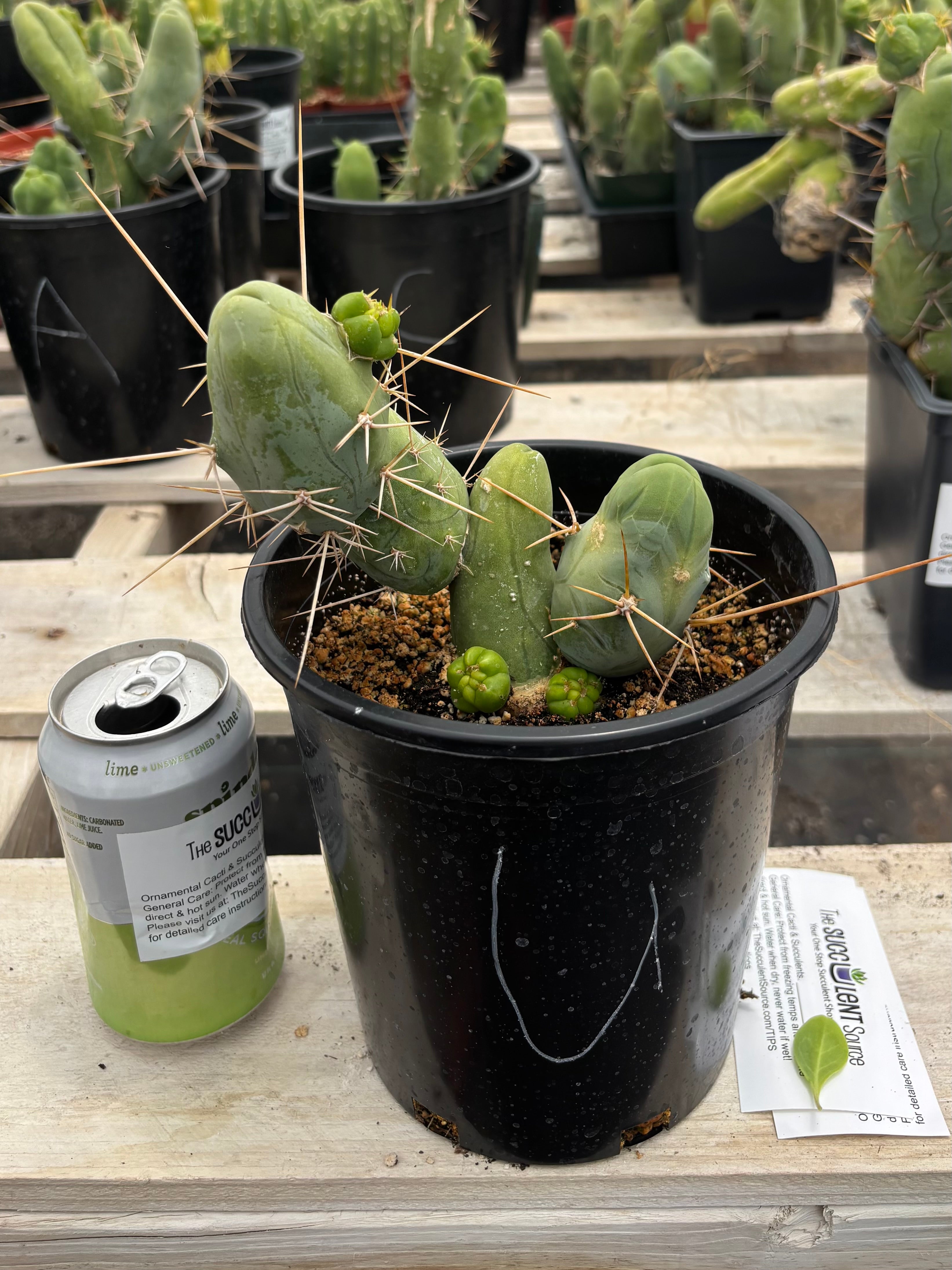 Trichocereus bridgesii forma monstrose TBM inermis aka Ornamental Penis Cactus Plant