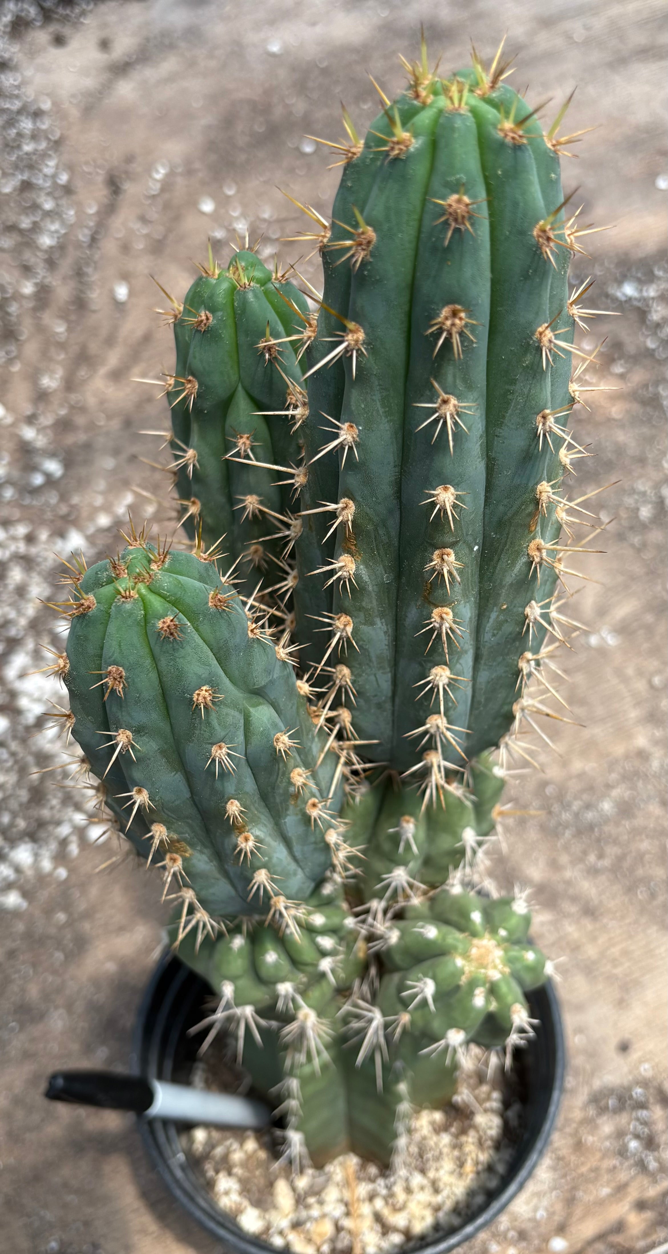 #EC376 EXACT Trichocereus Beautiful potted specimen 17.5”