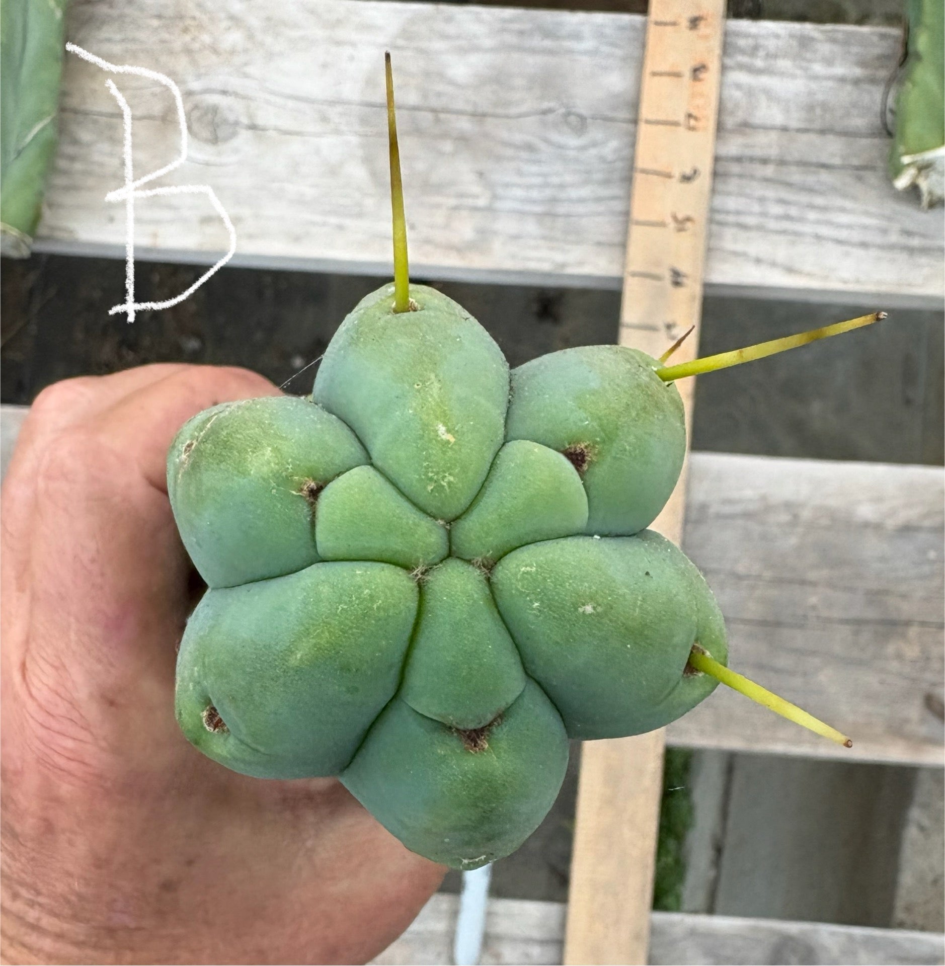 #EC153 EXACT Trichocereus Bridgesii Jiimz Twin Spine Cactus Cuttings