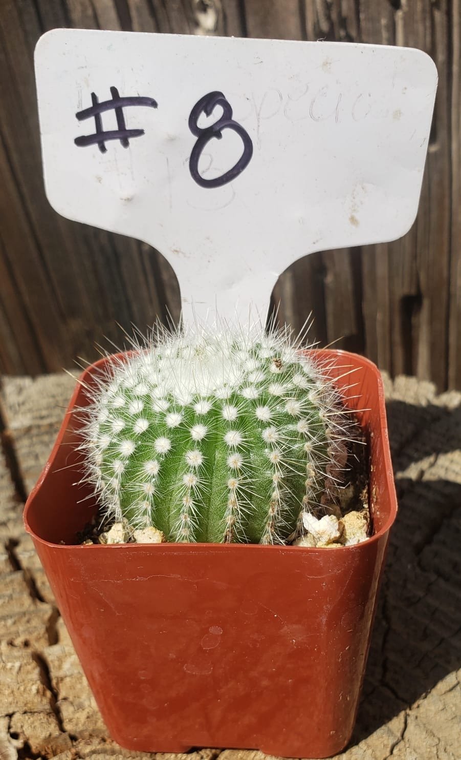 small ball succulent Notocactus Silver Ball 2"