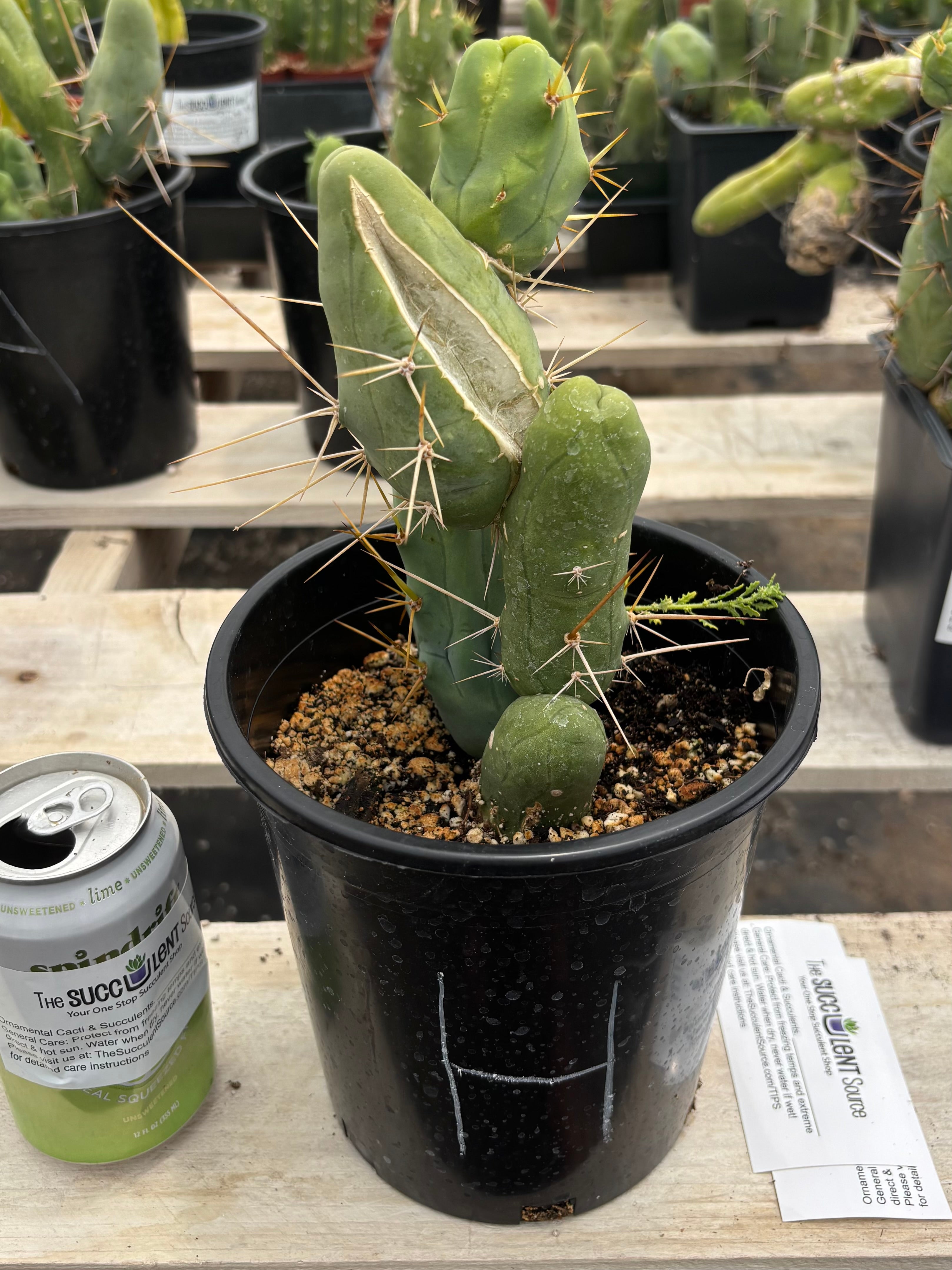 Trichocereus bridgesii forma monstrose TBM inermis aka Ornamental Penis Cactus Plant