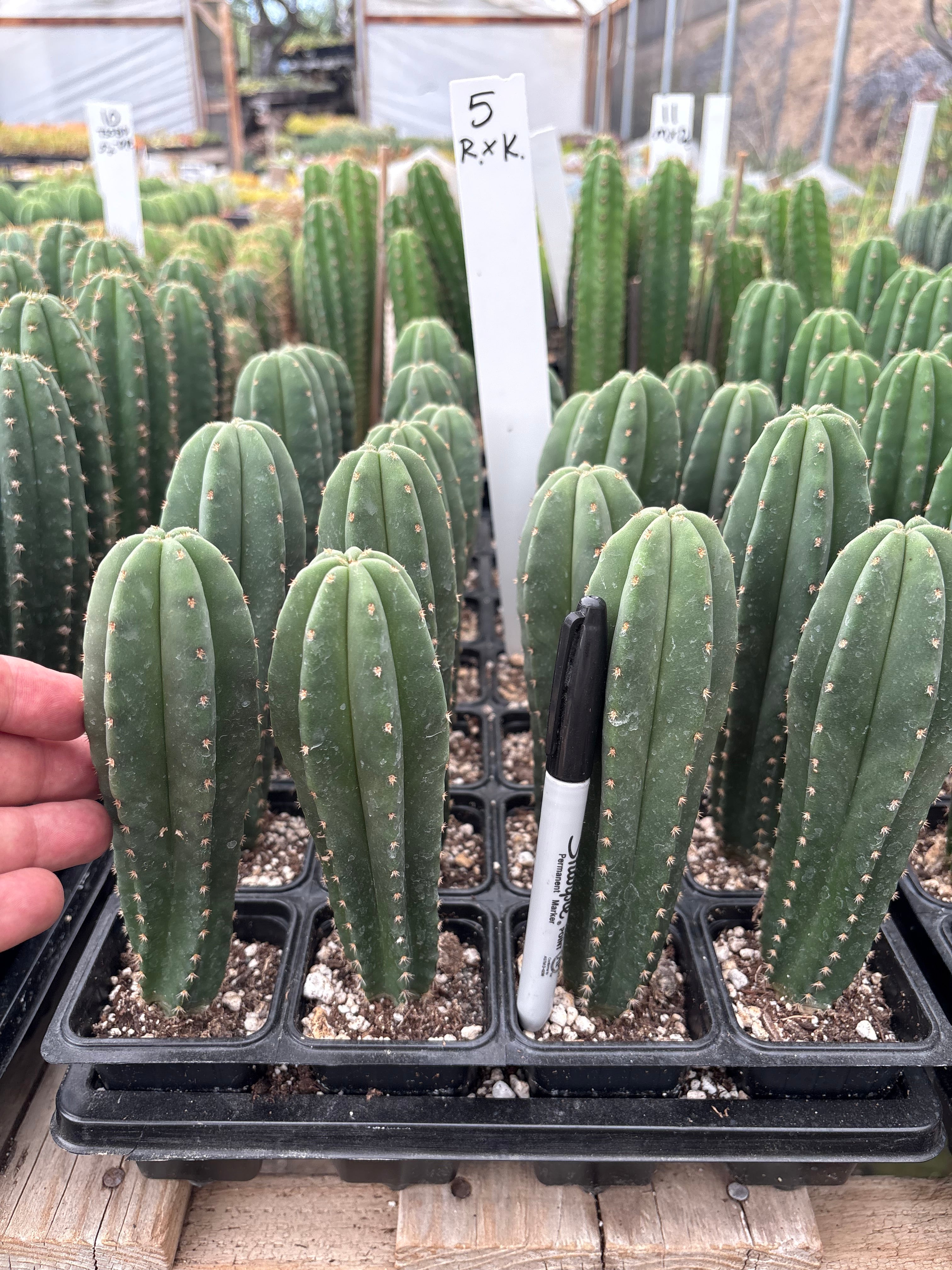 #EC225 Variety of Trichocereus Hybrid Cactus Bargain Potted Seedlings For Sale