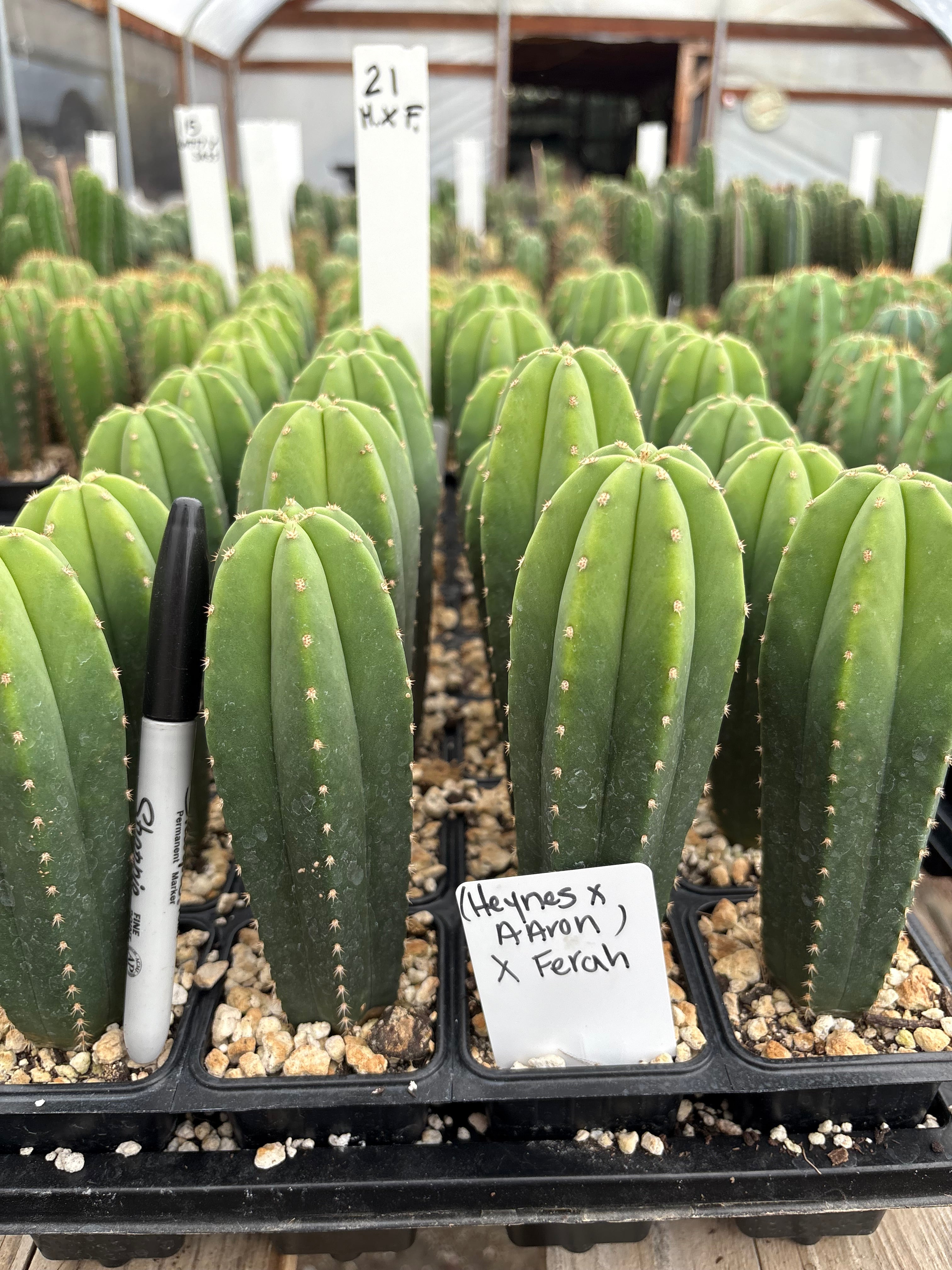#EC225 Variety of Trichocereus Hybrid Cactus Bargain Potted Seedlings For Sale