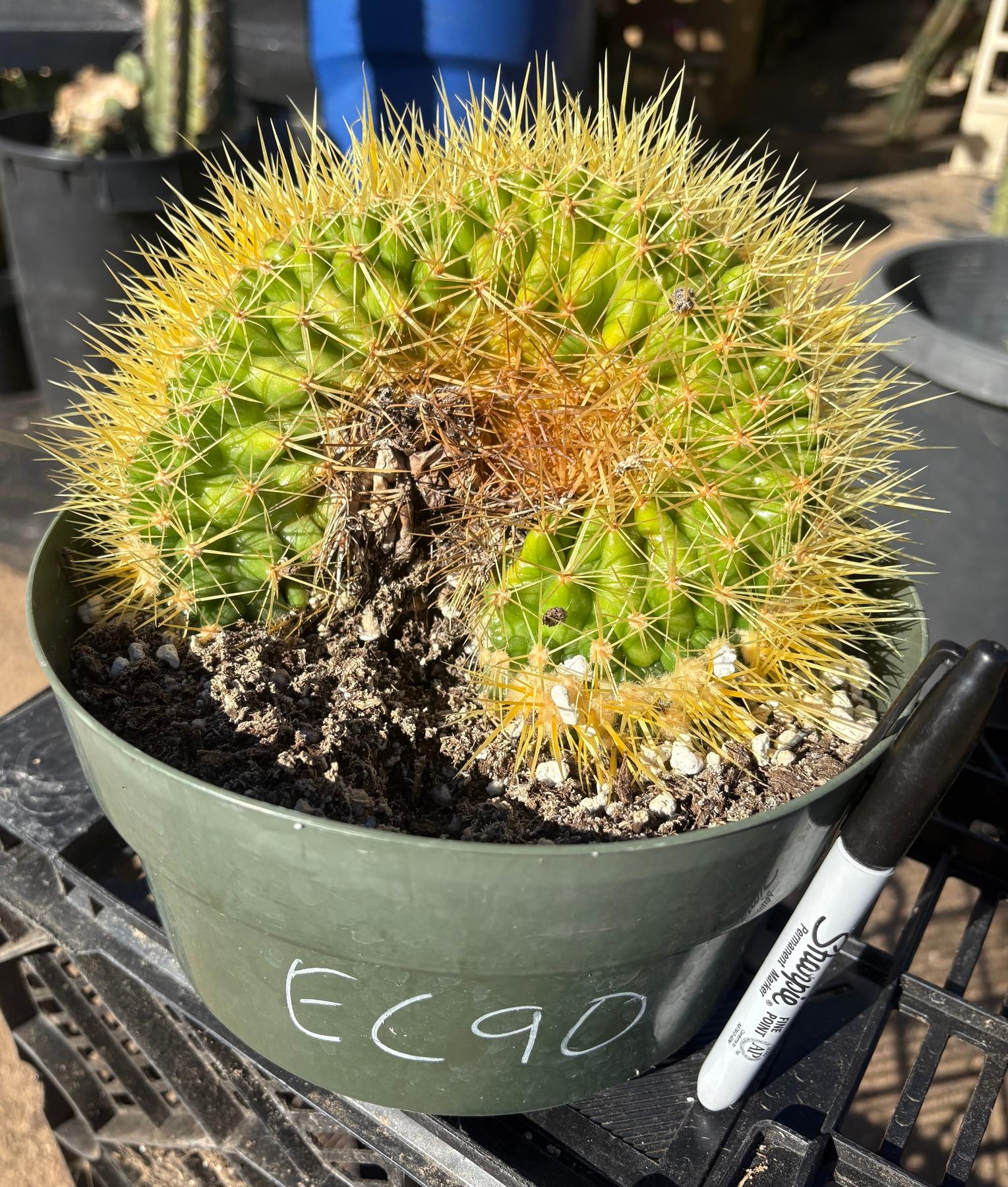 #EC90 Exact Crested Echinocactus Grusonii Golden Barrel Cactus Crested specimen