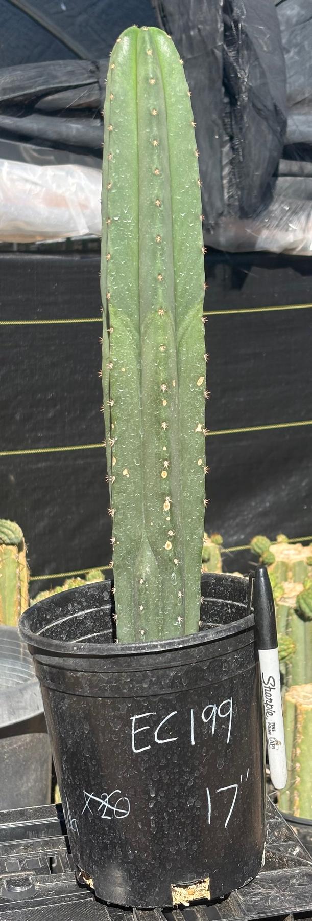 #EC199 EXACT Trichocereus Scopulicola Hulk X Scop Woolunda Cactus 17”